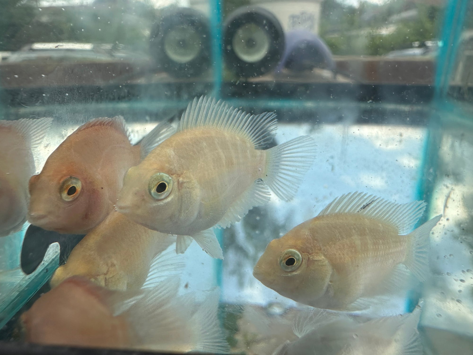 Platinum Parrot Hybrid (Exclusive Line)