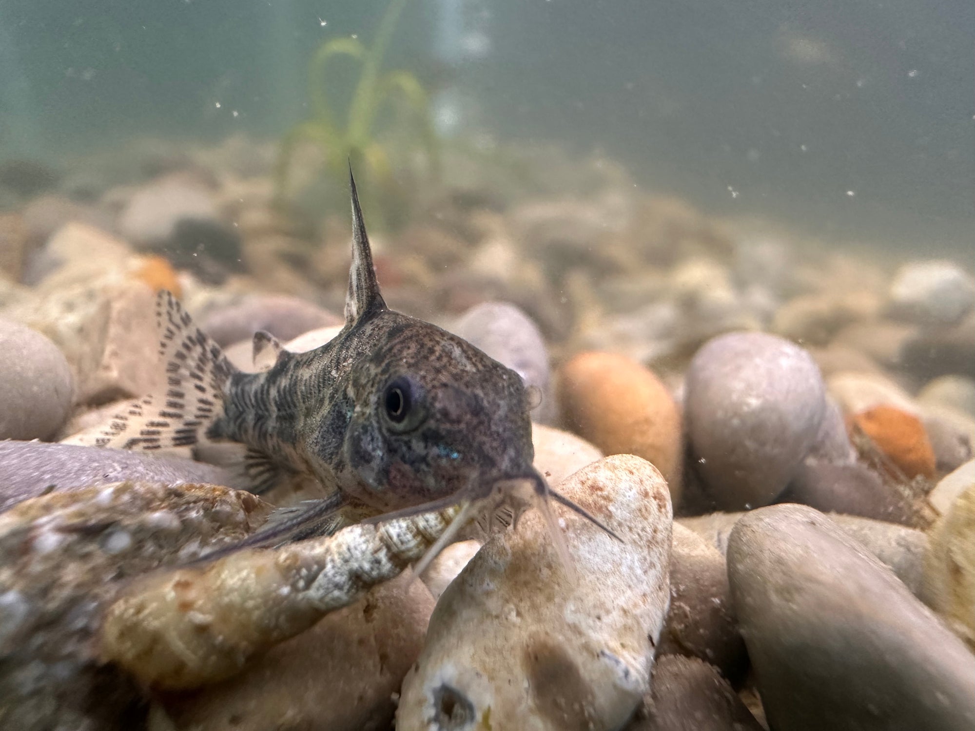 Paleatus Corydora