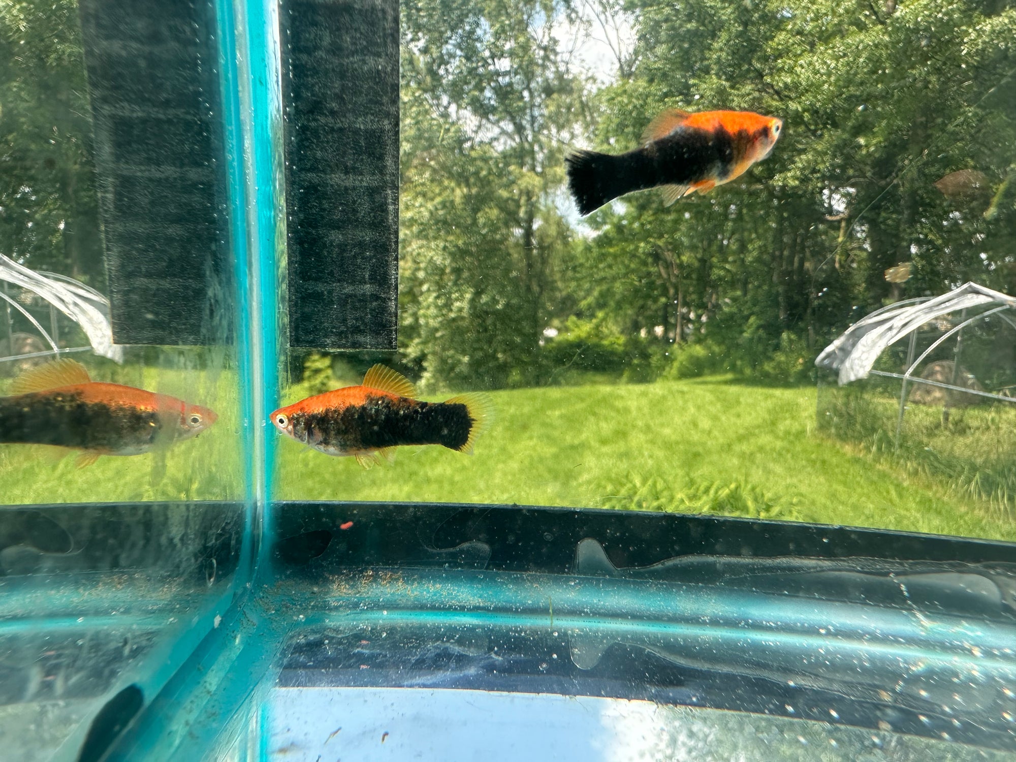 Premium Swordtails (5x Count)