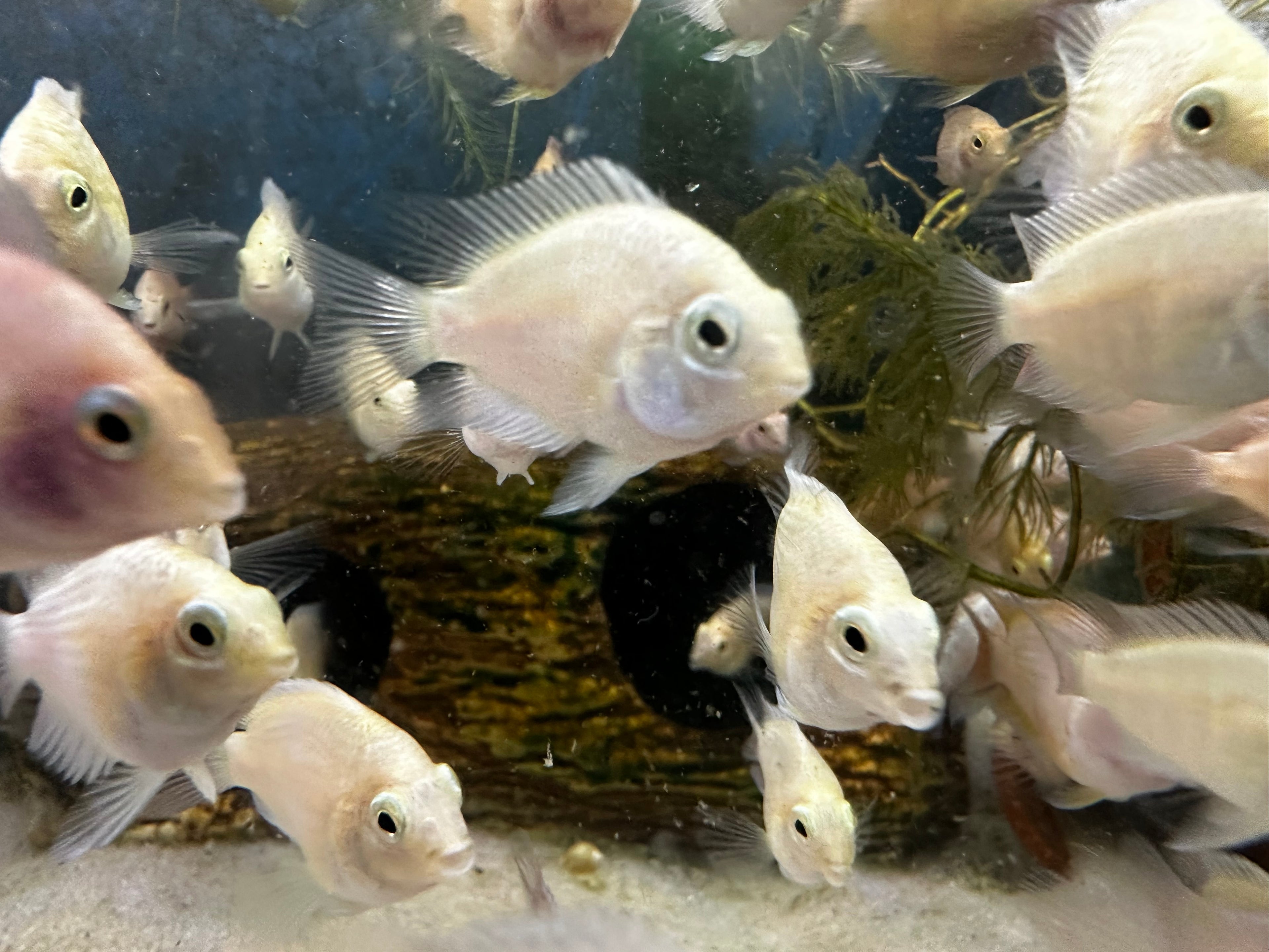 Platinum Parrot Hybrid (Exclusive Line)