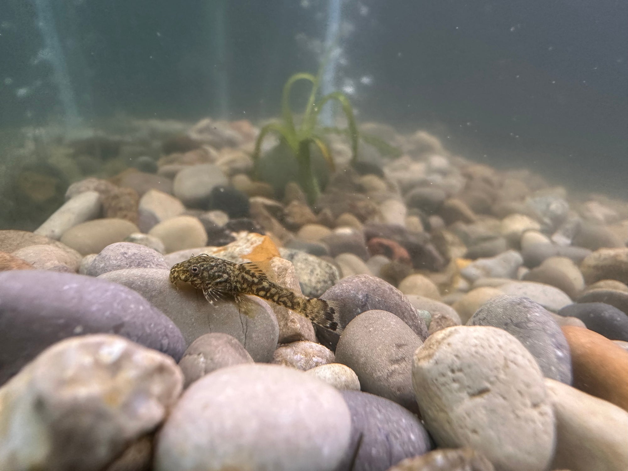 Bristlenose Pleco (Brown Calico)