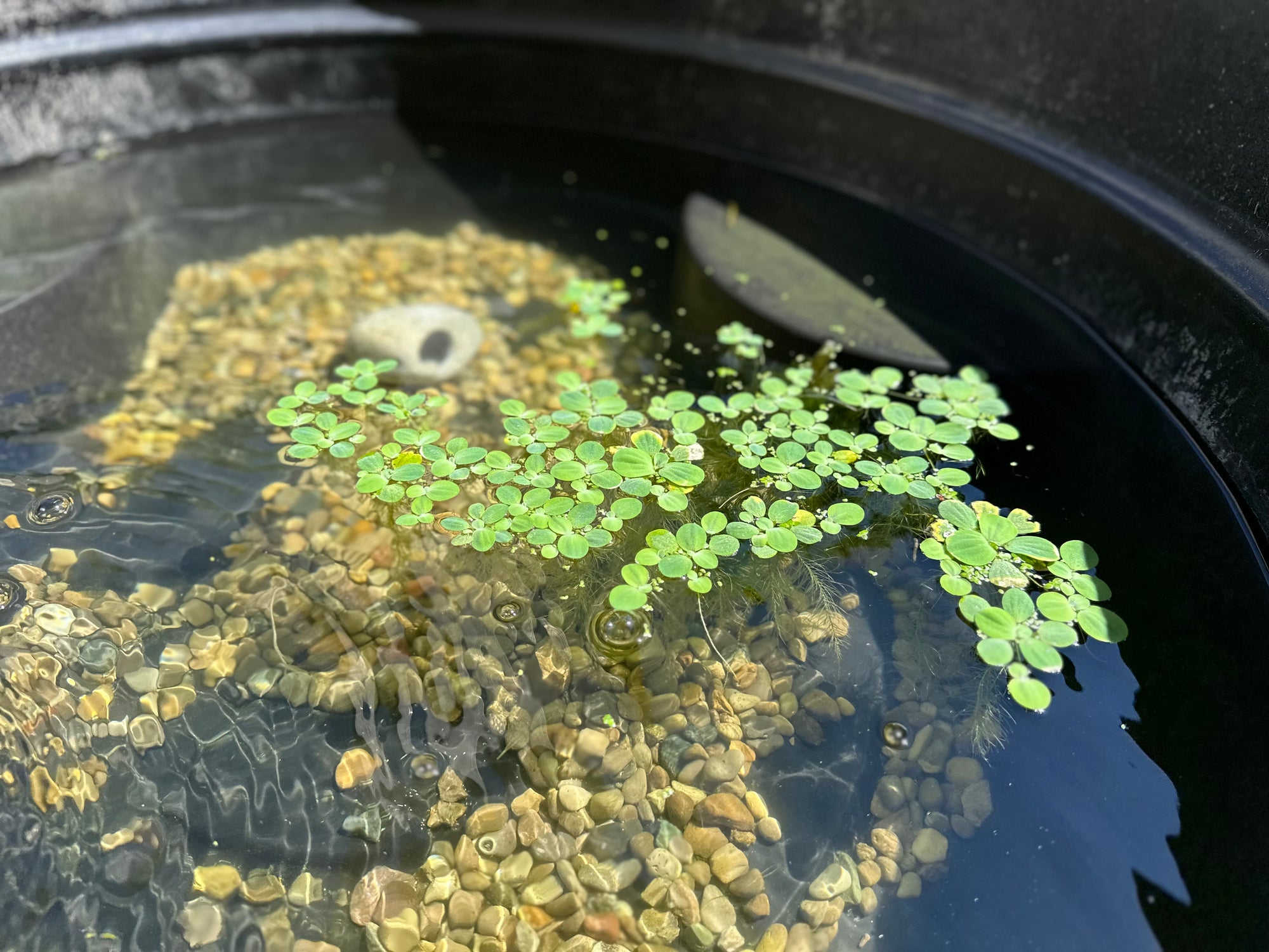 Dwarf Water Lettuce (10x Count)