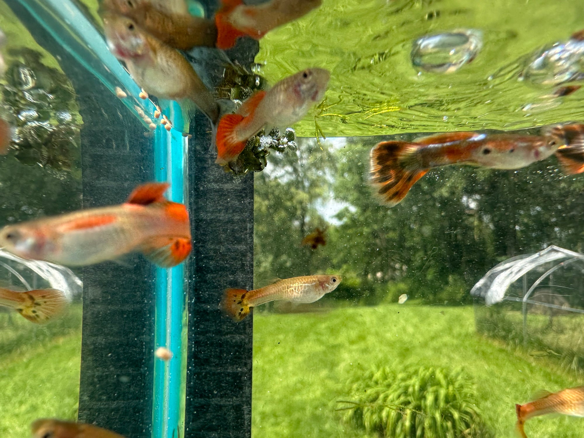 Assorted Guppies (5x Count)