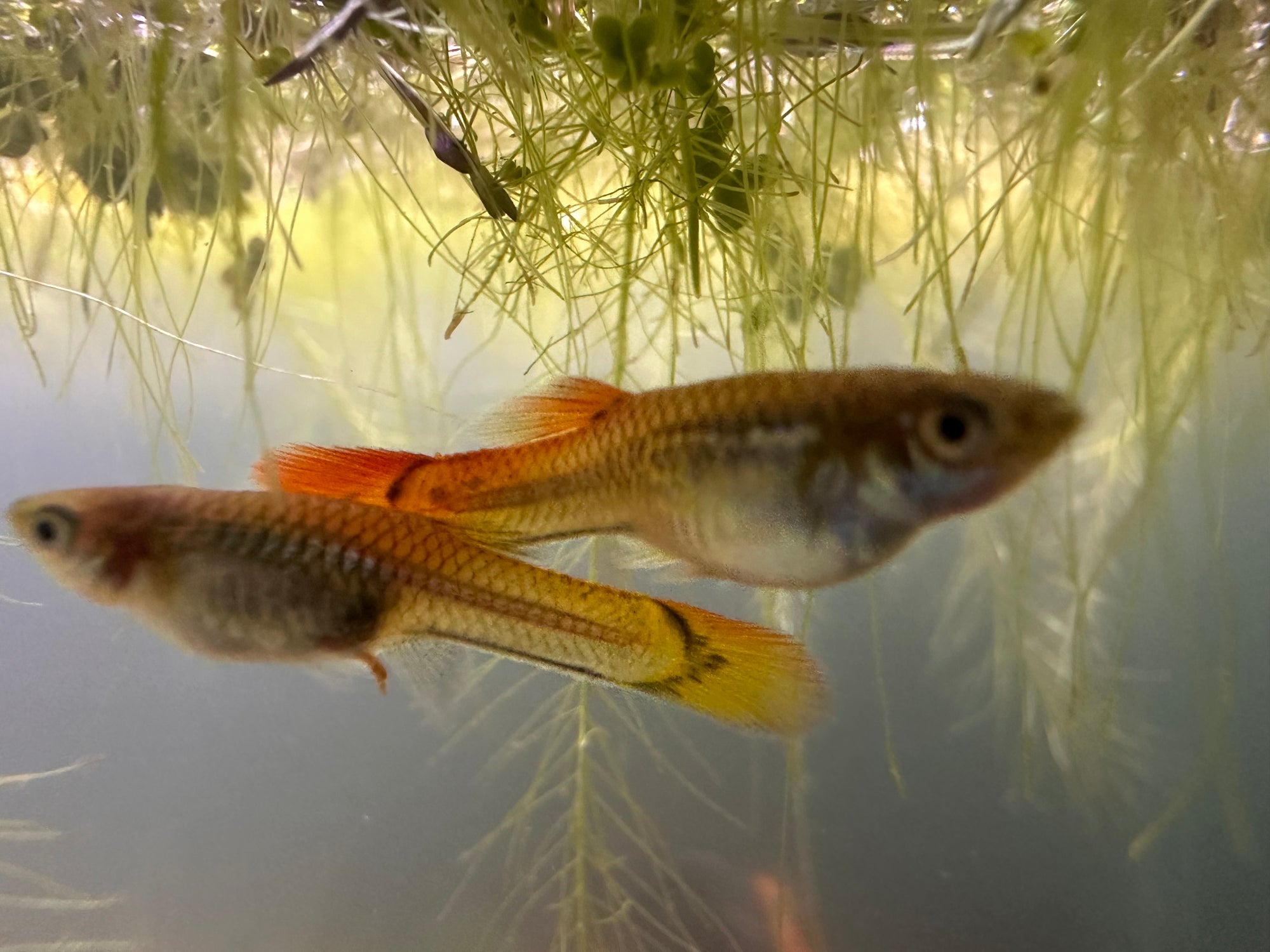 Assorted Female Guppies (5x Count)