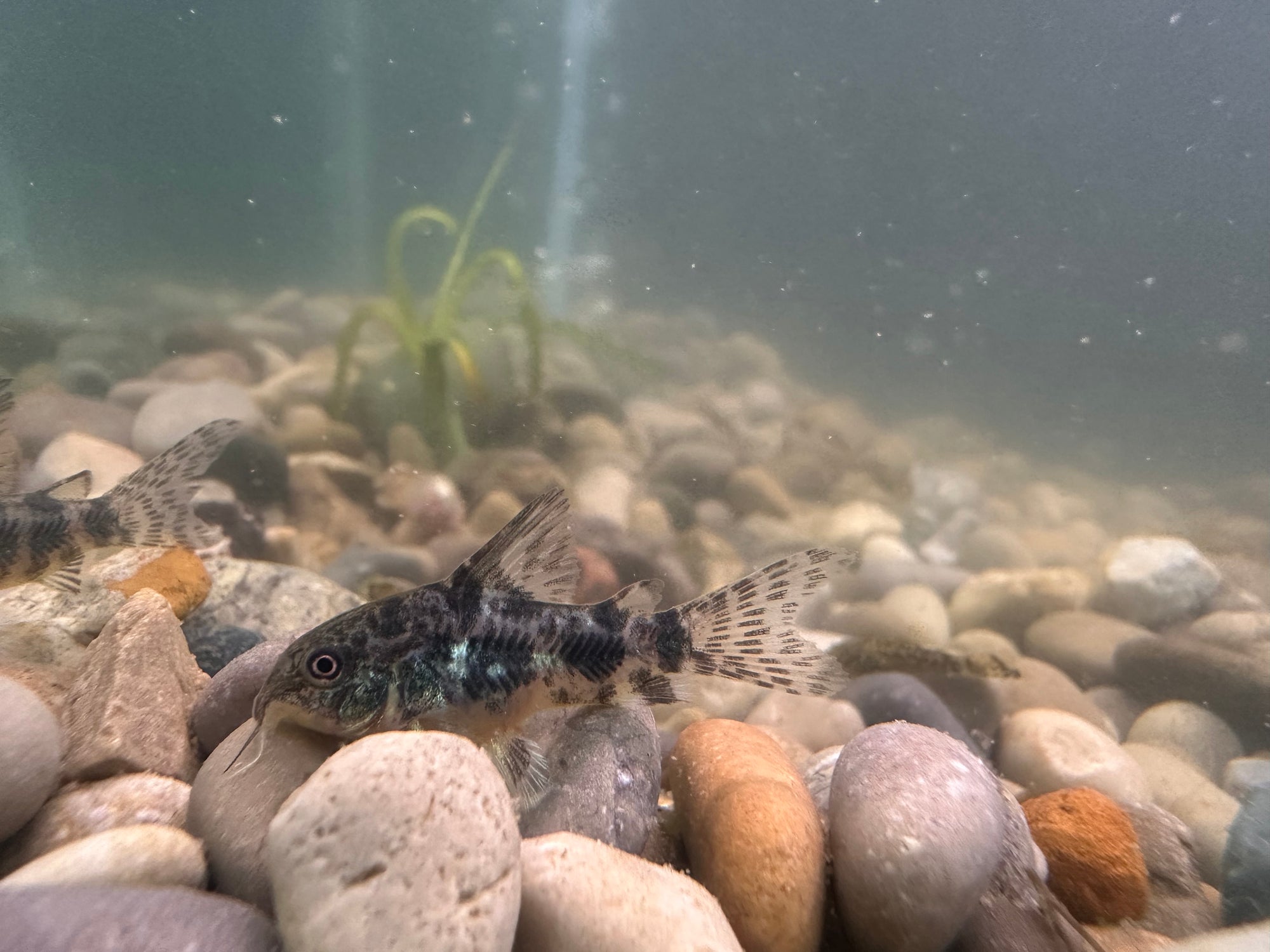 Paleatus Corydora