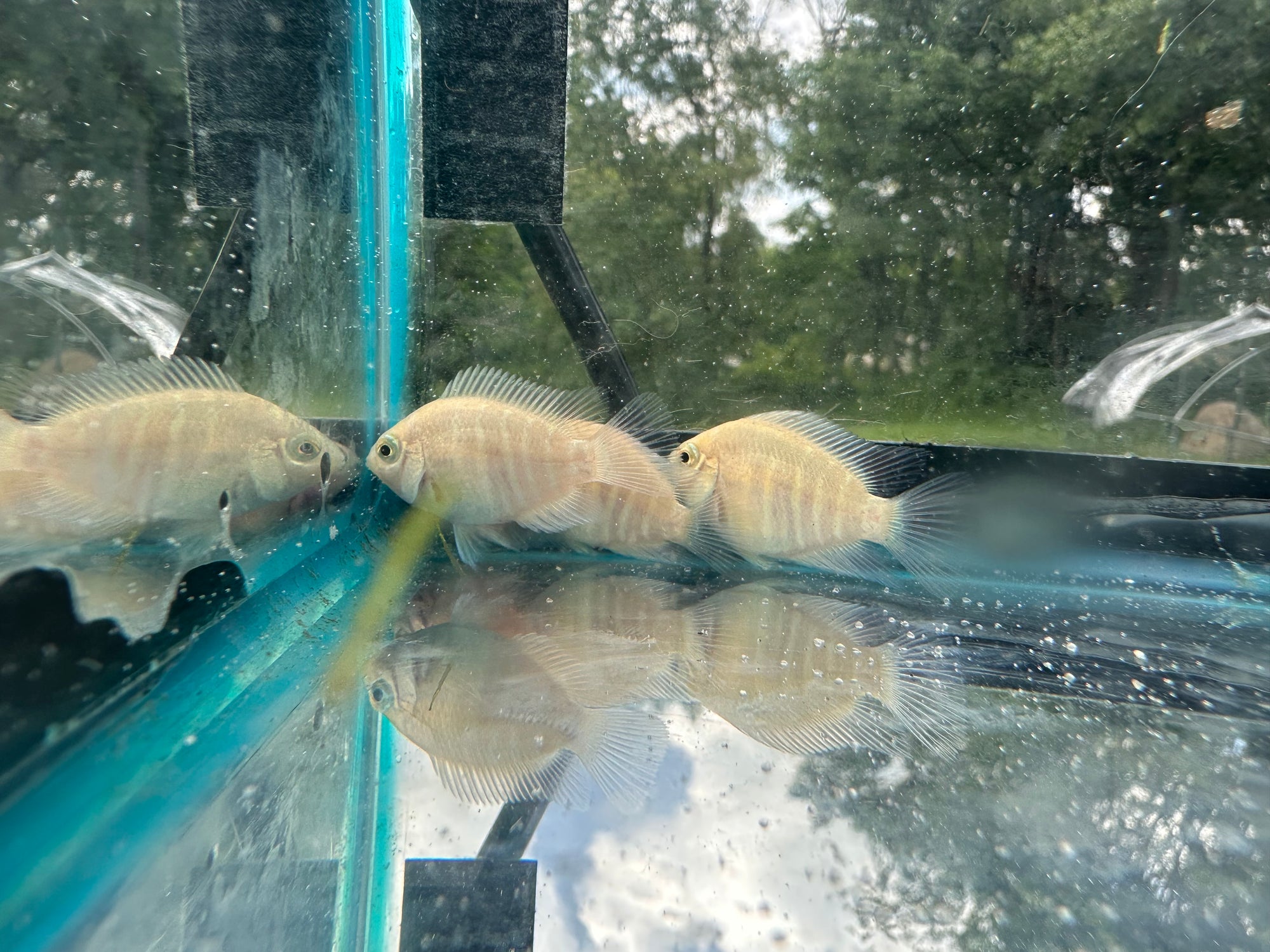 Platinum Parrot Hybrid (Exclusive Line)