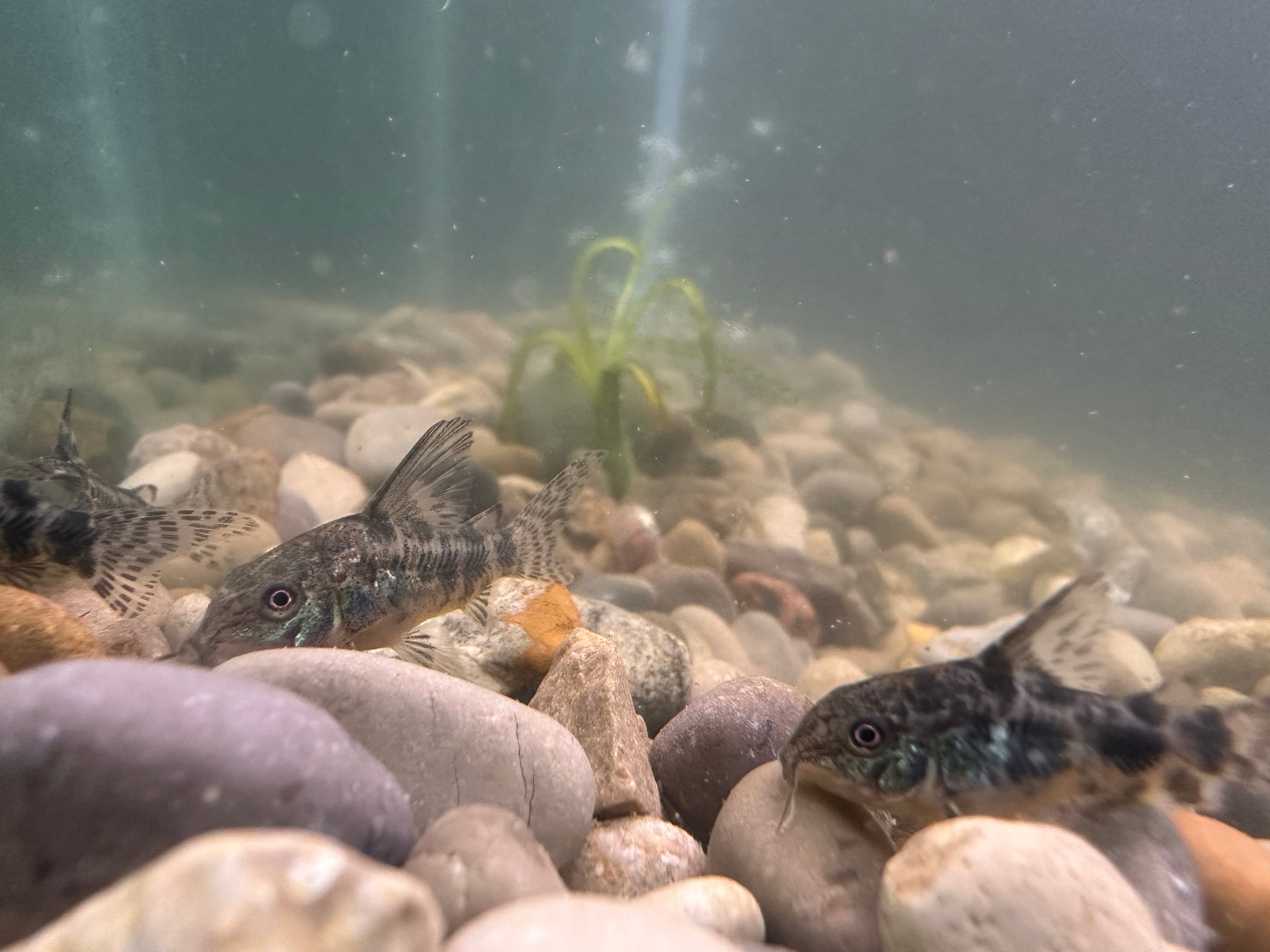 Paleatus Corydora