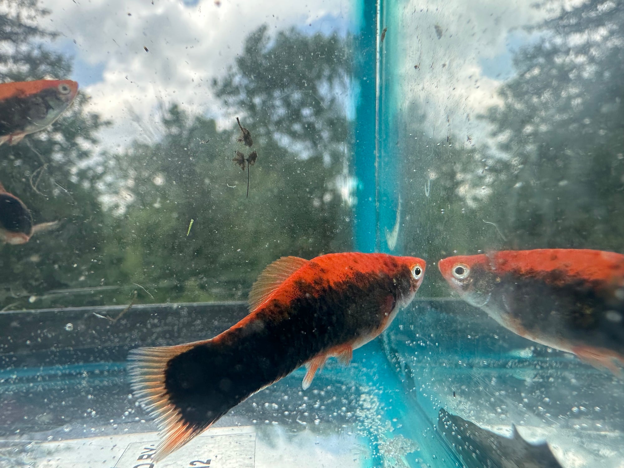 Premium Swordtails (5x Count)