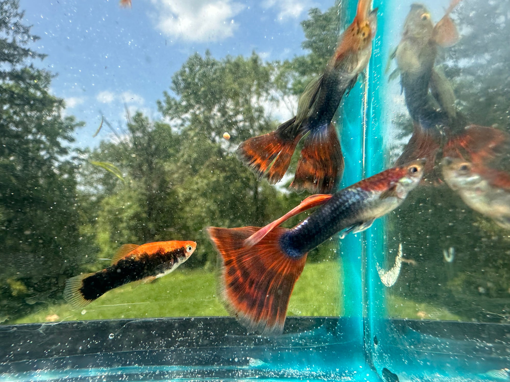 Assorted Guppies (5x Count)