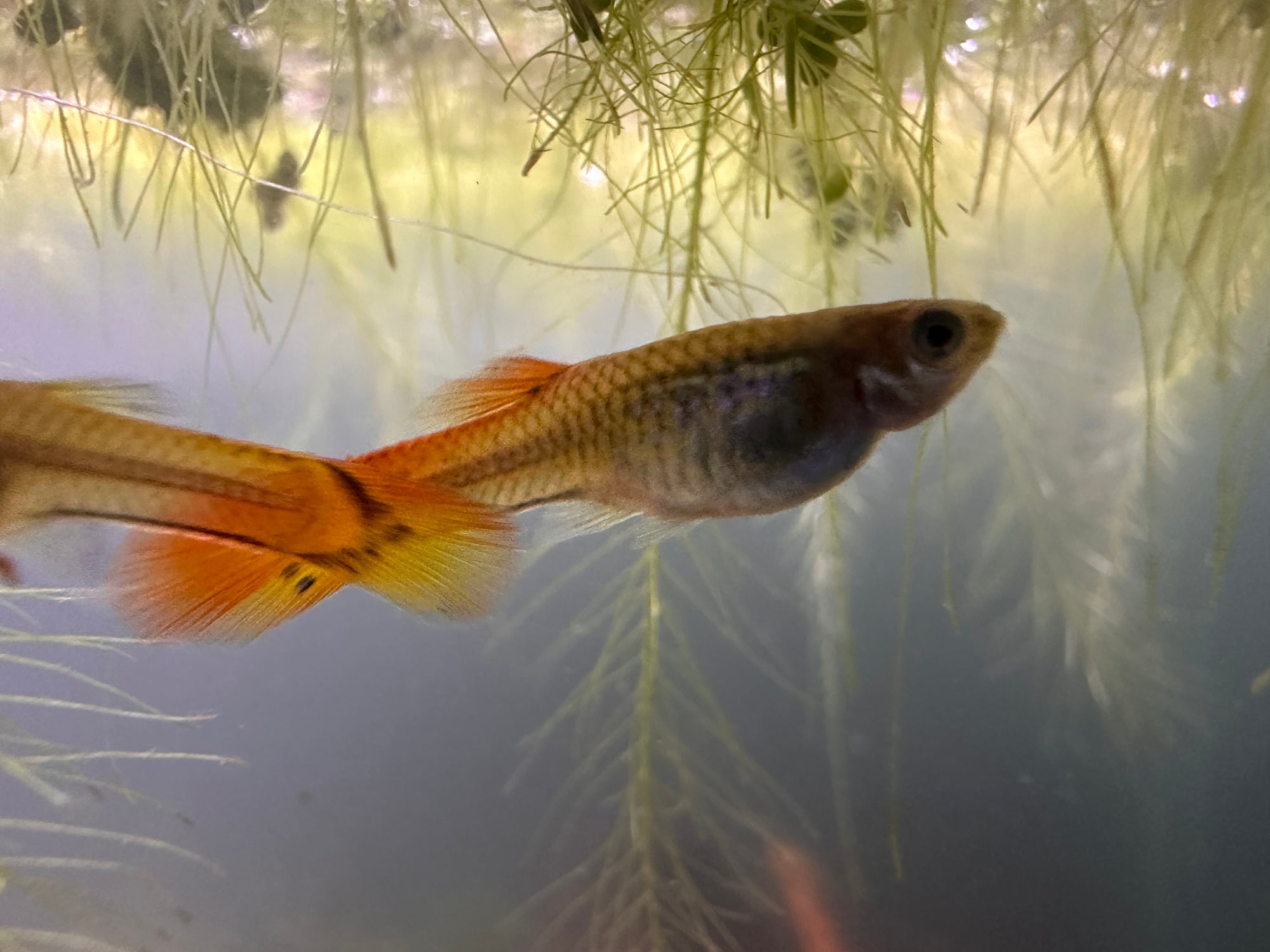 Assorted Female Guppies (5x Count)