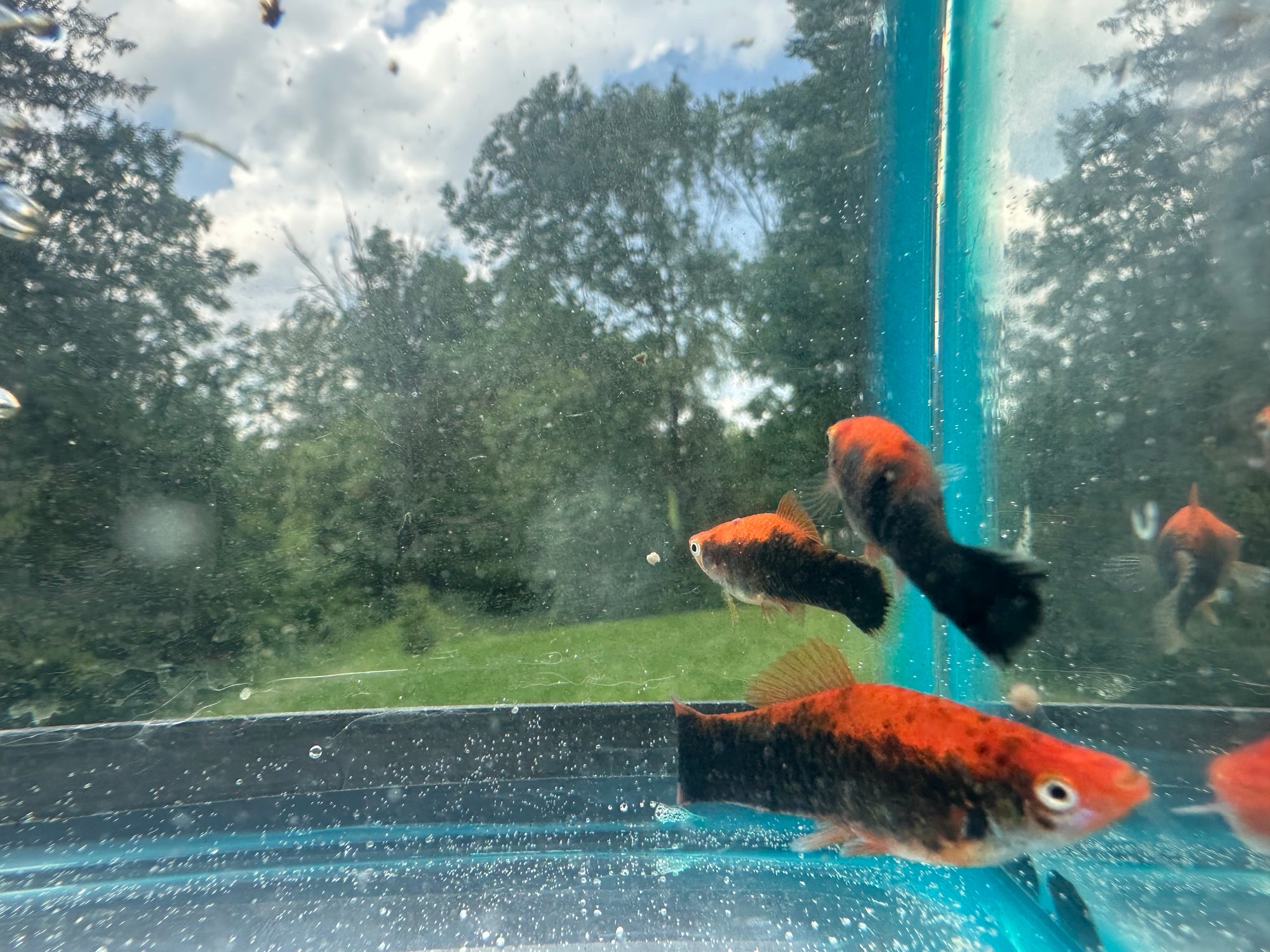 Premium Swordtails (5x Count)