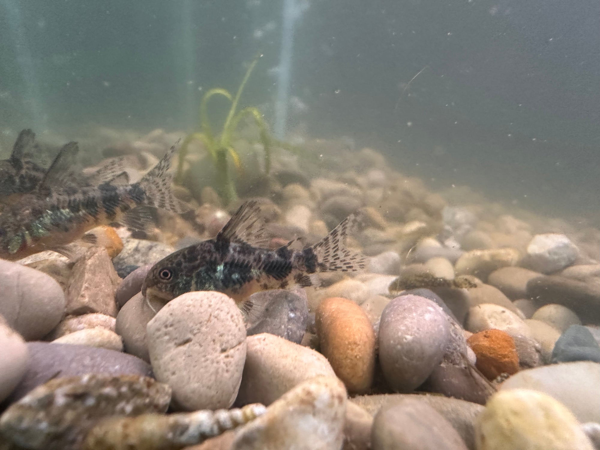 Paleatus Corydora