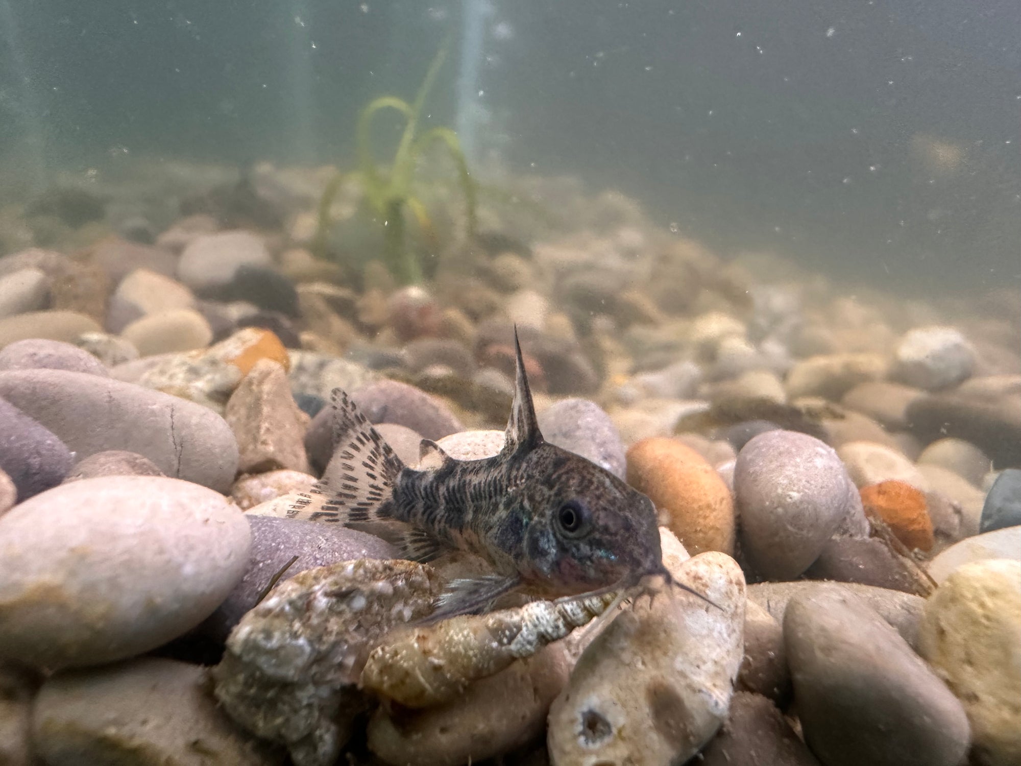 Paleatus Corydora