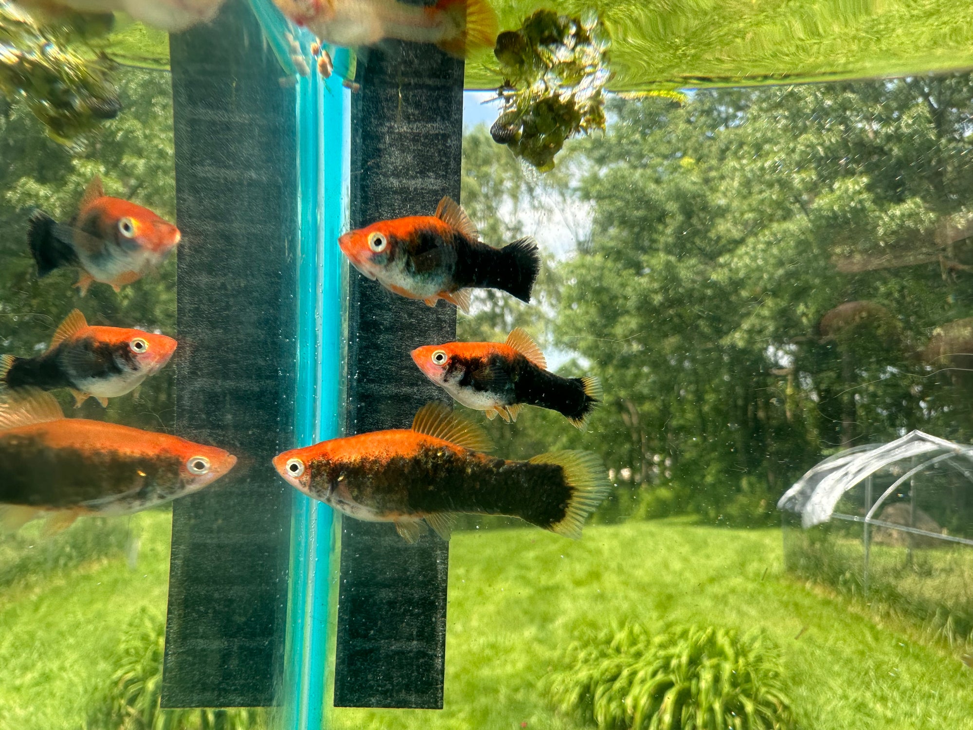 Premium Swordtails (5x Count)
