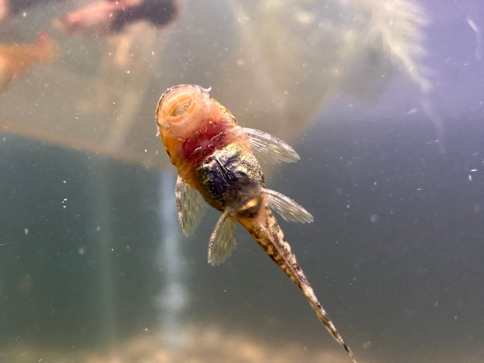 Bristlenose Pleco (Brown Calico)