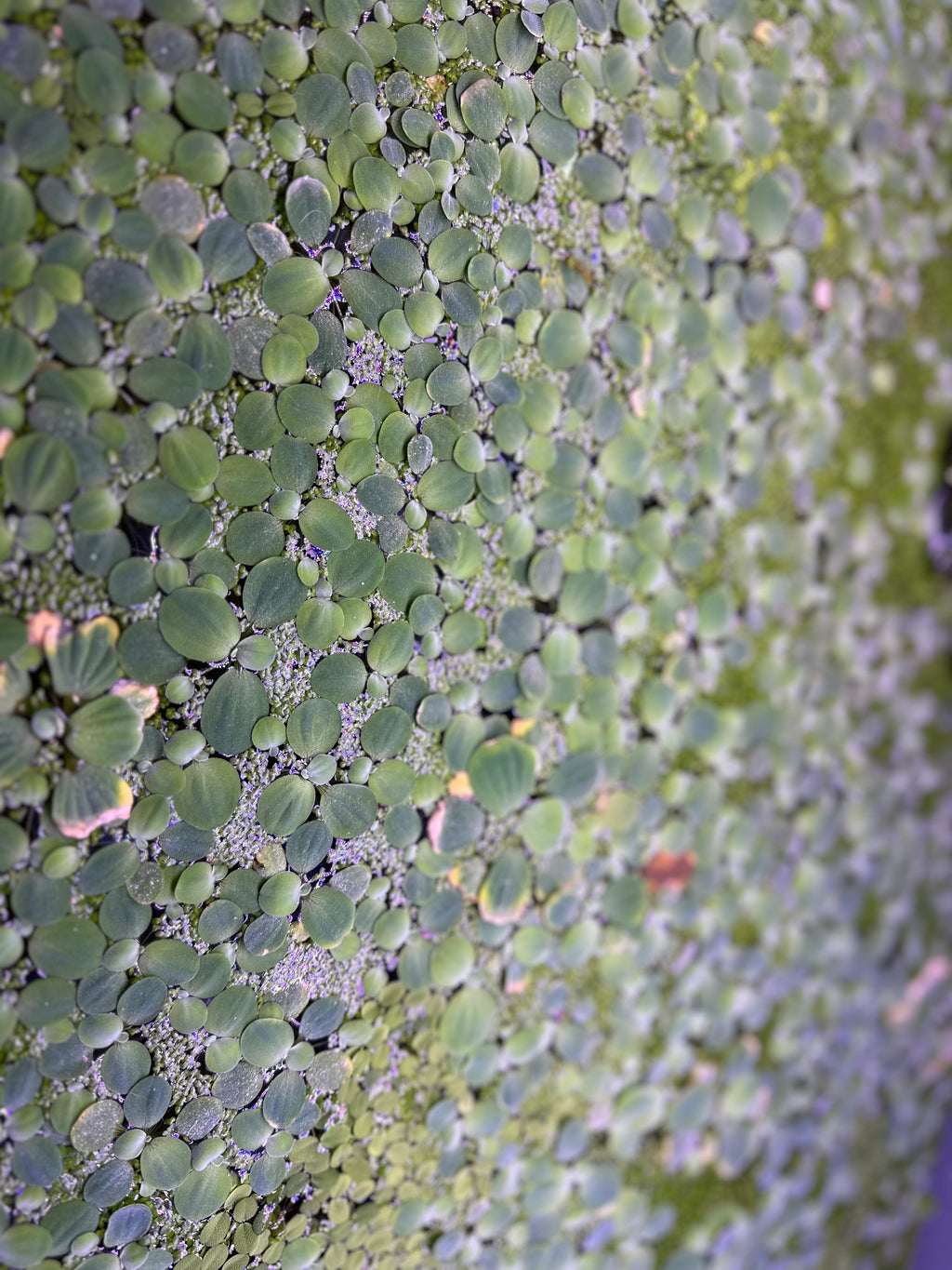Dwarf Water Lettuce (10x Count)
