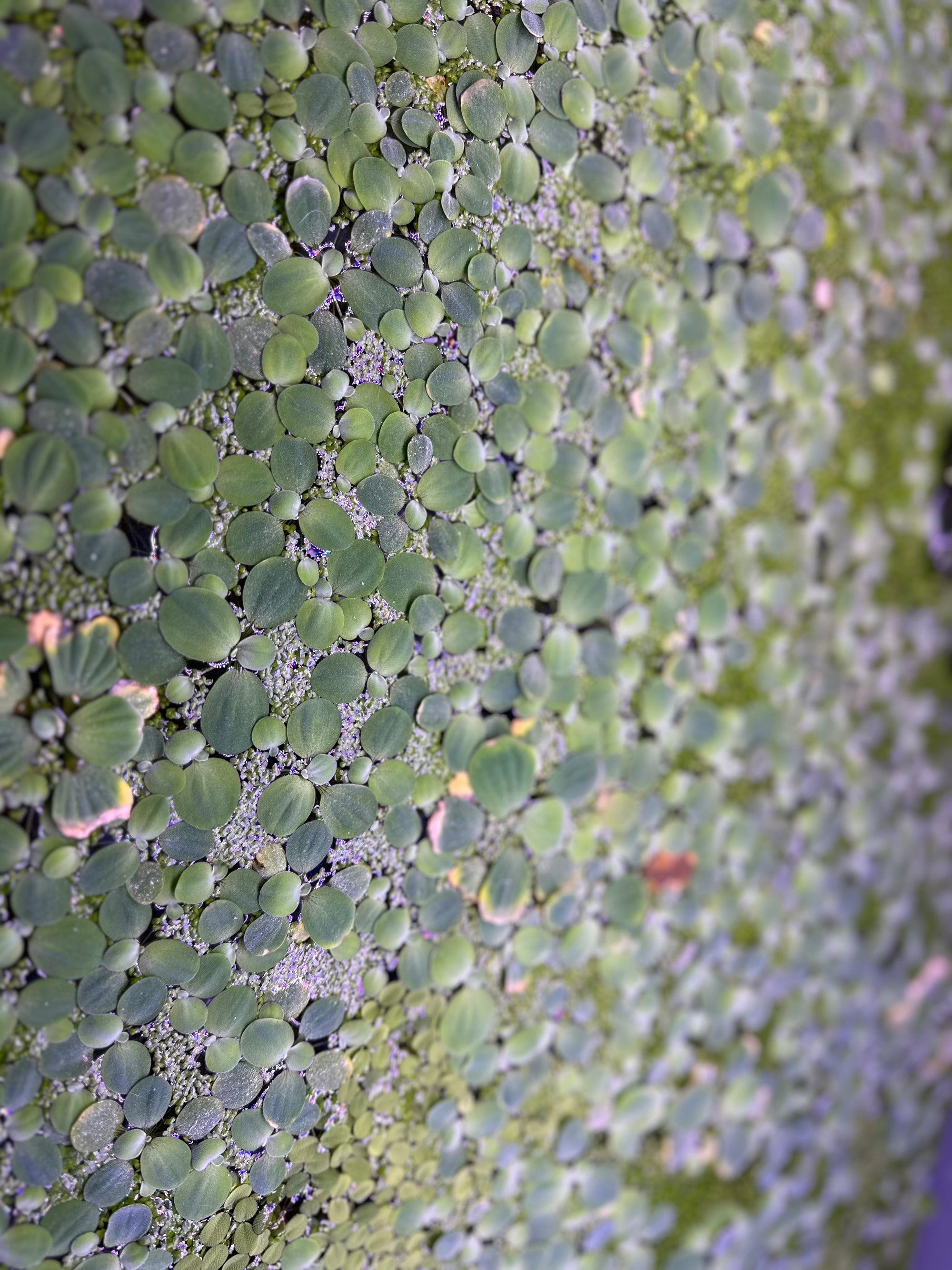 Dwarf Water Lettuce (10x Count)