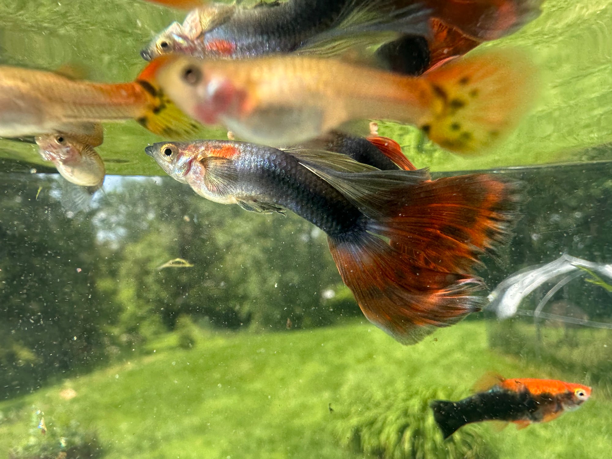 Assorted Guppies (5x Count)