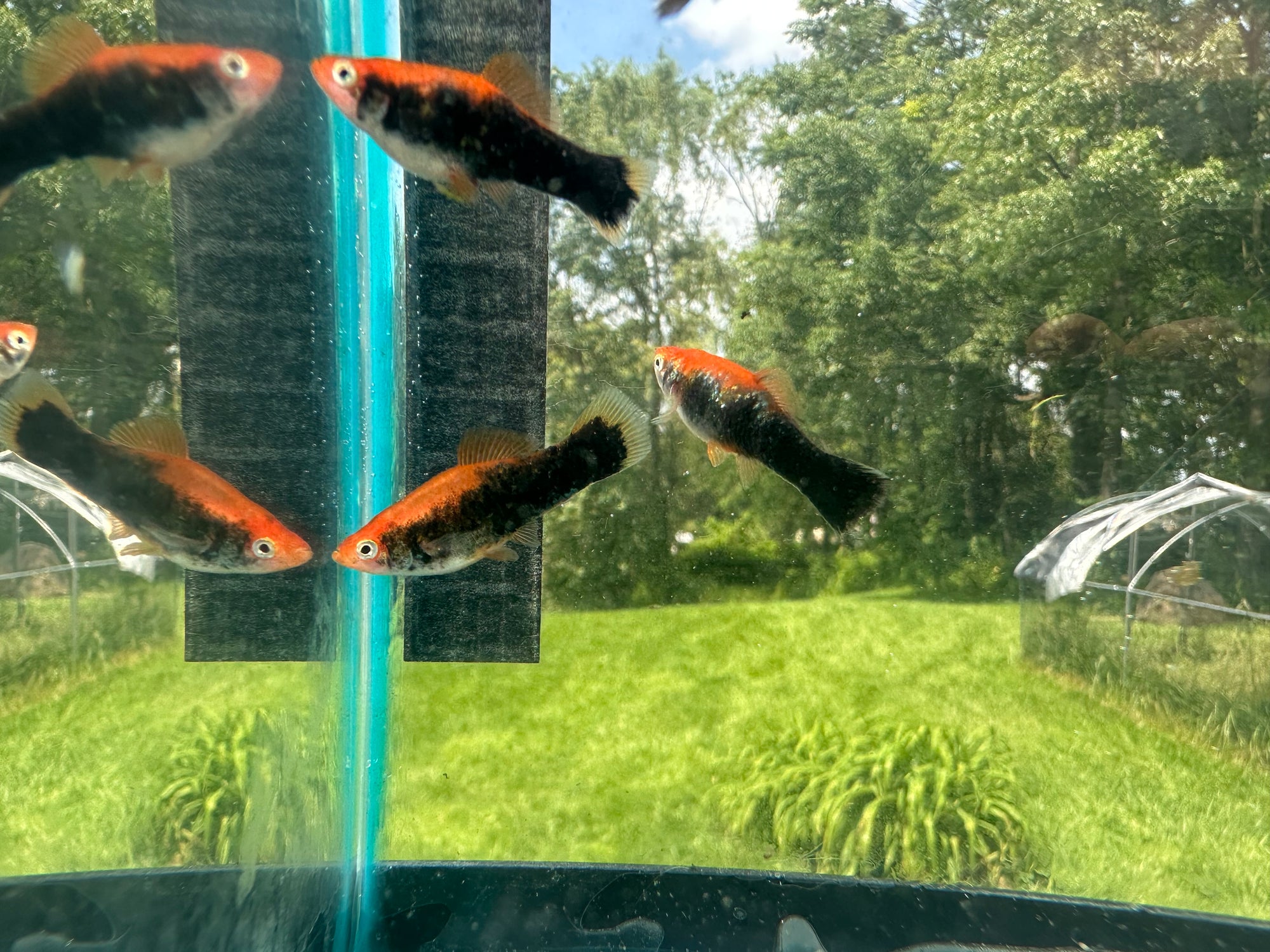 Premium Swordtails (5x Count)