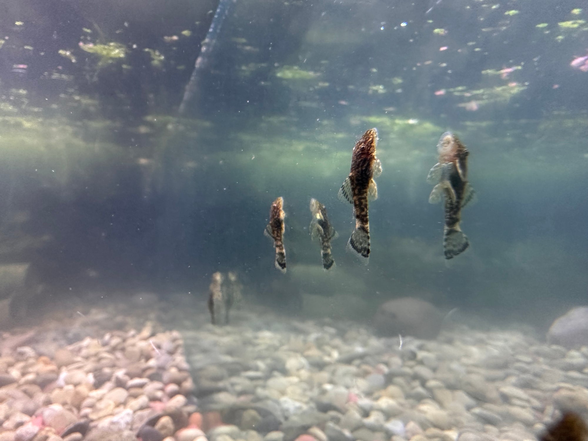 Bristlenose Pleco (Brown Calico)