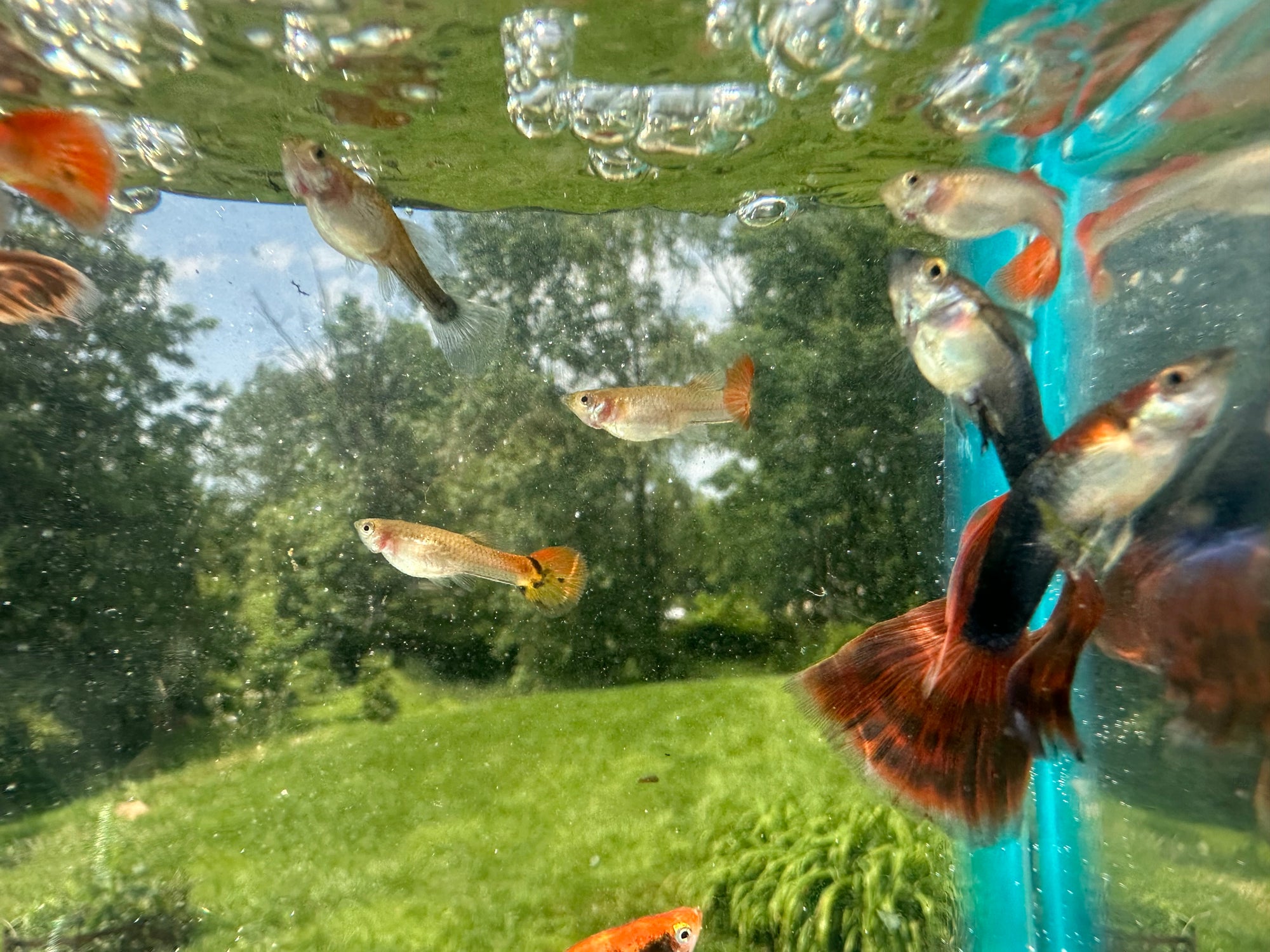 Assorted Guppies (5x Count)