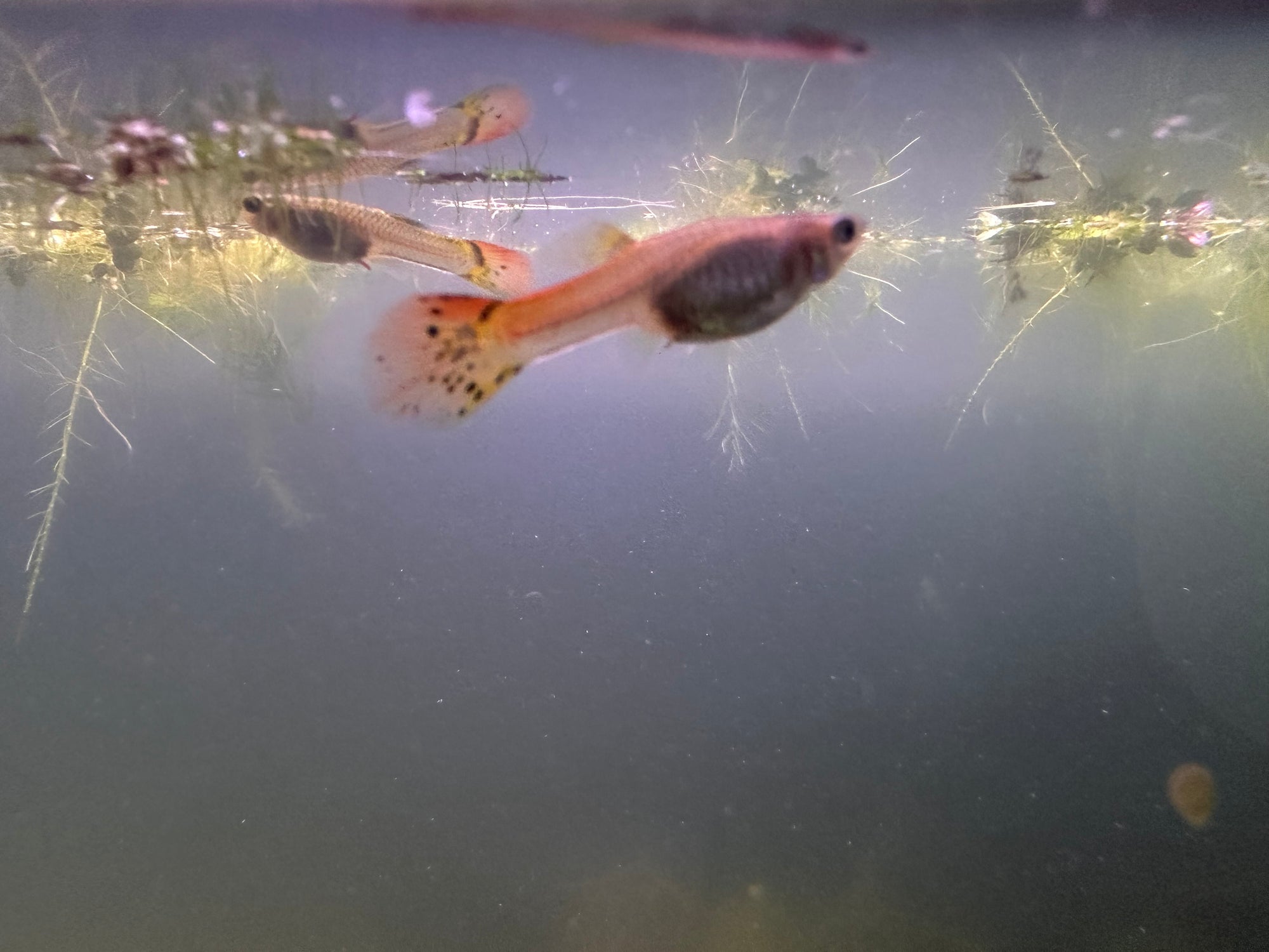 Assorted Female Guppies (5x Count)