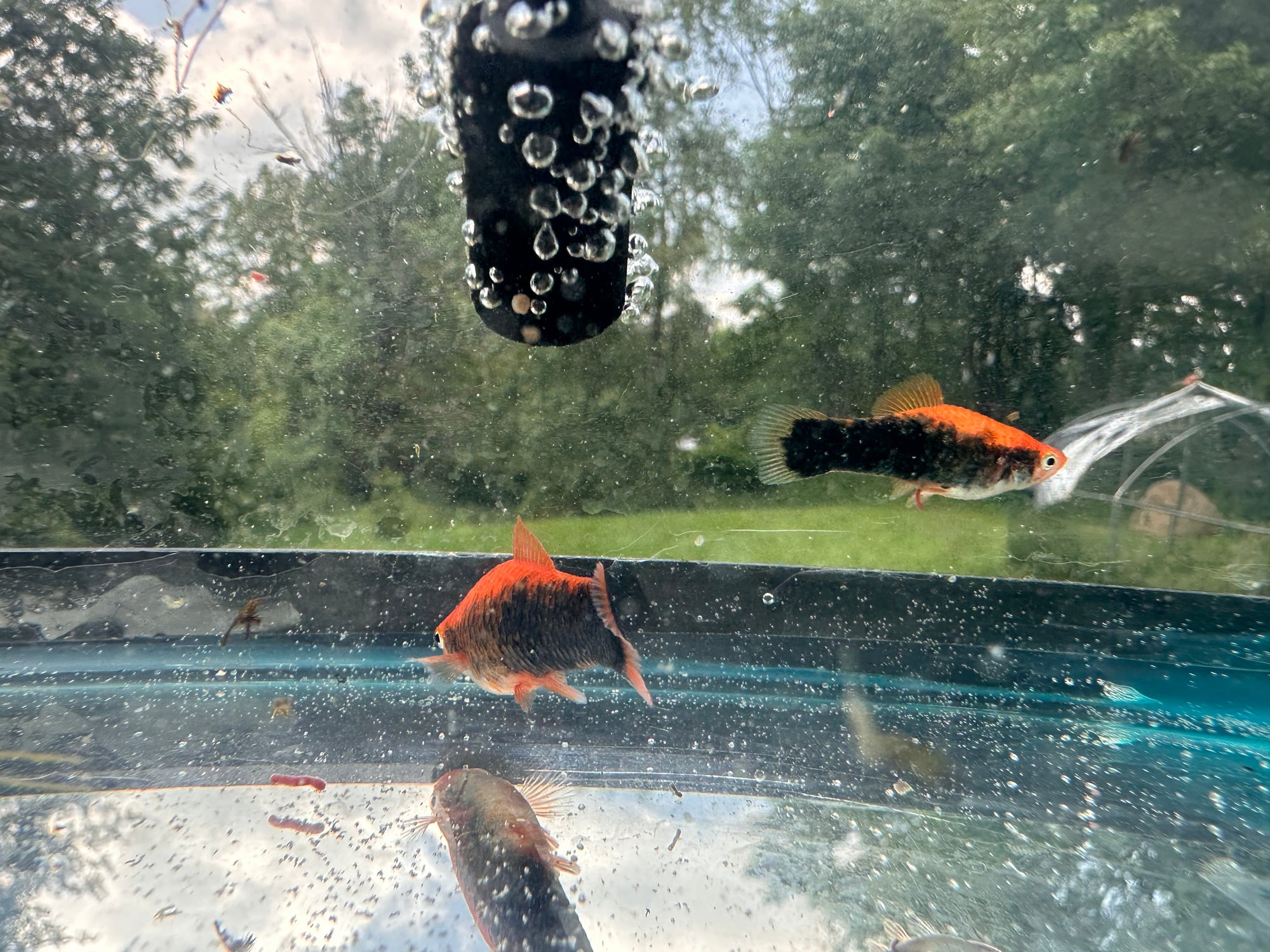 Premium Swordtails (5x Count)