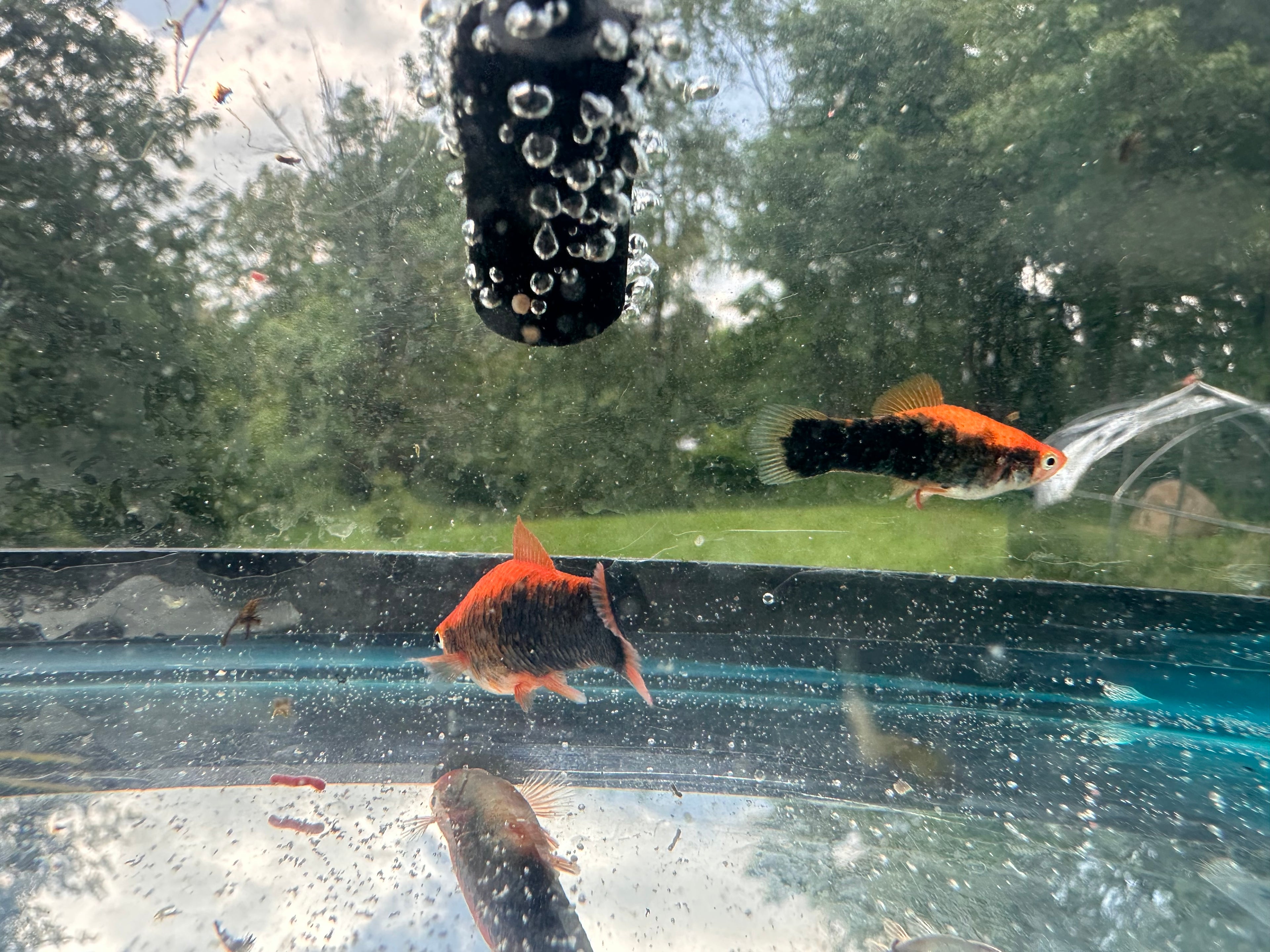 Premium Swordtails