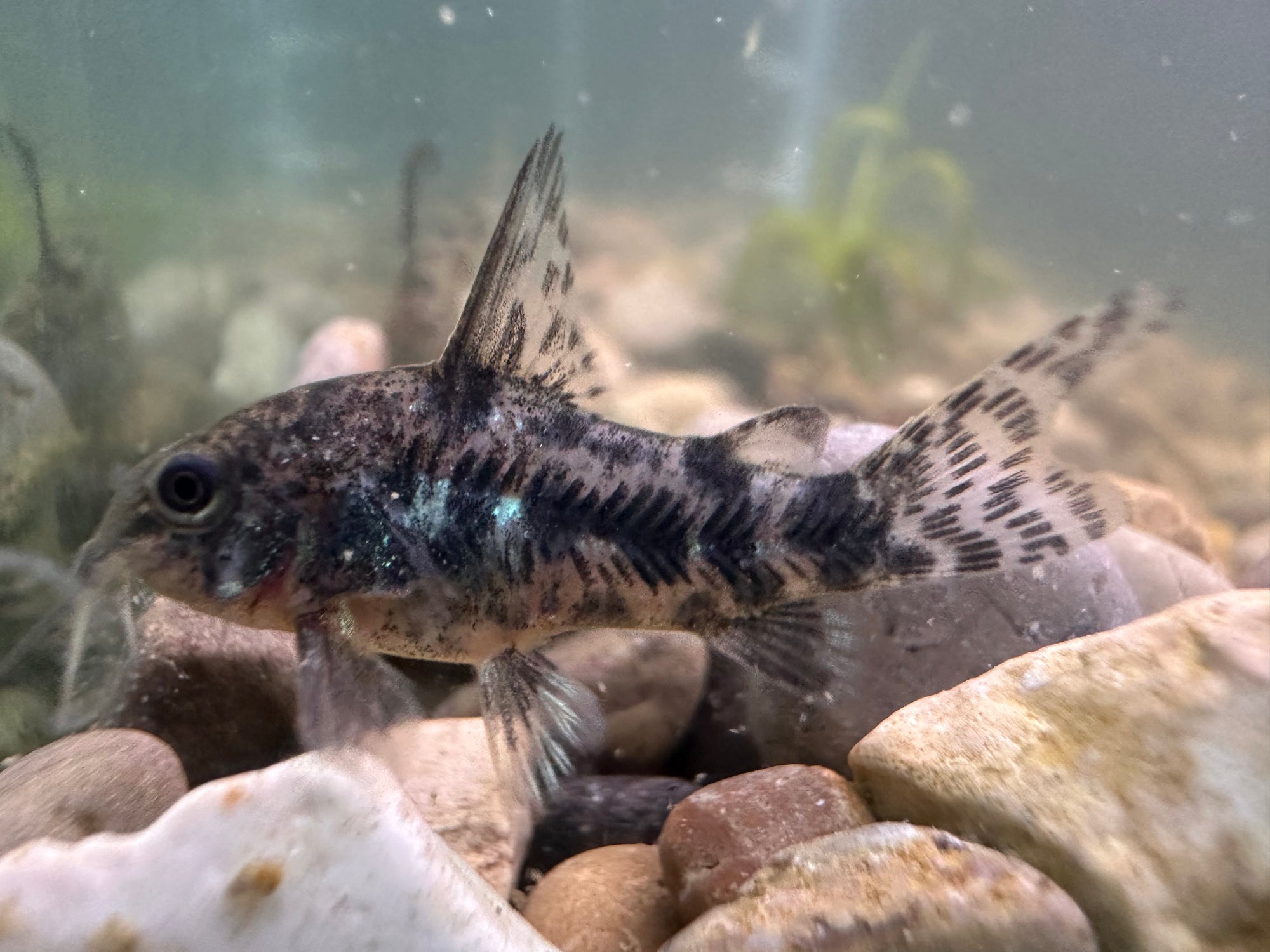Paleatus Corydora