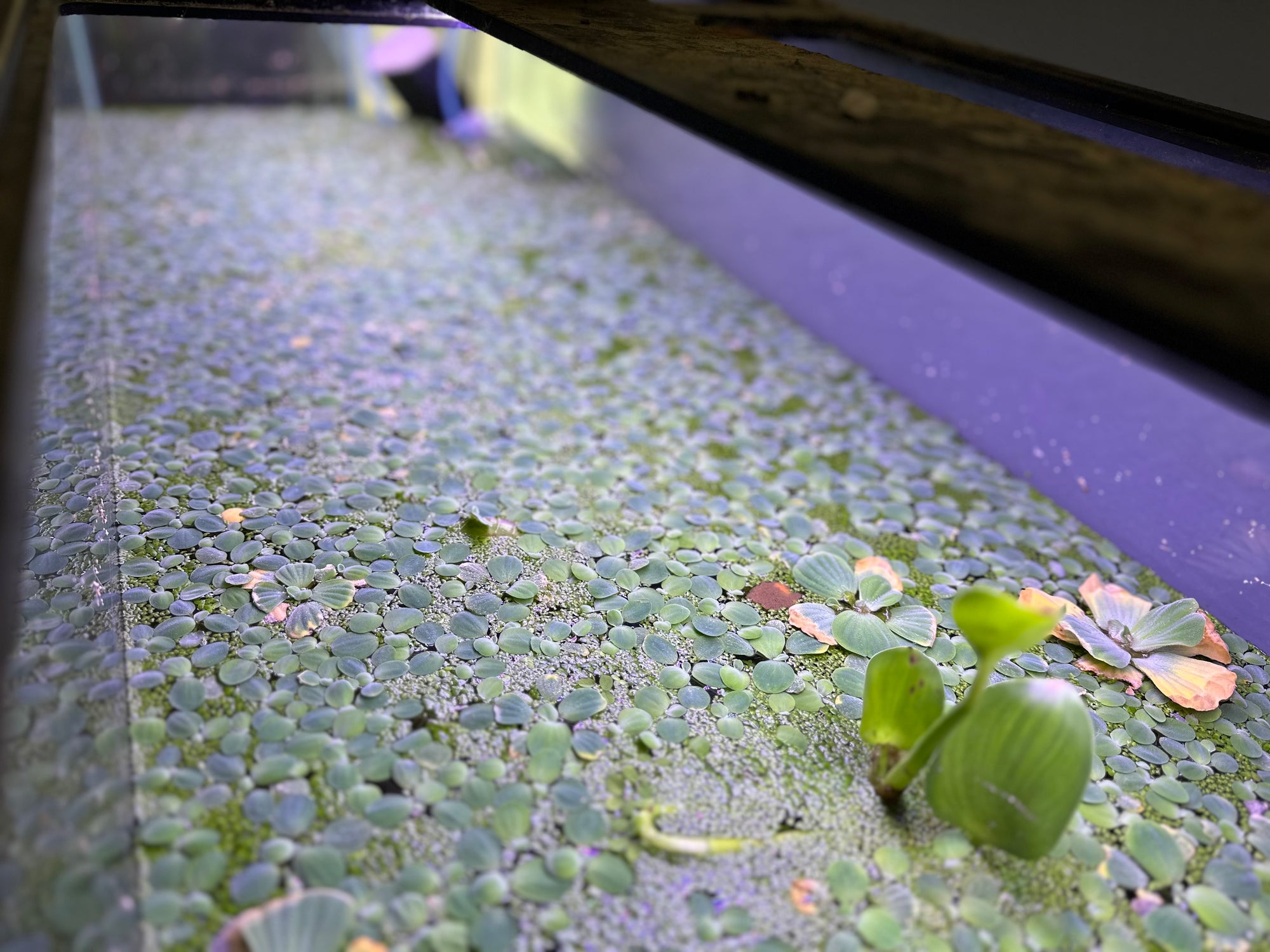 Dwarf Water Lettuce (10x Count)