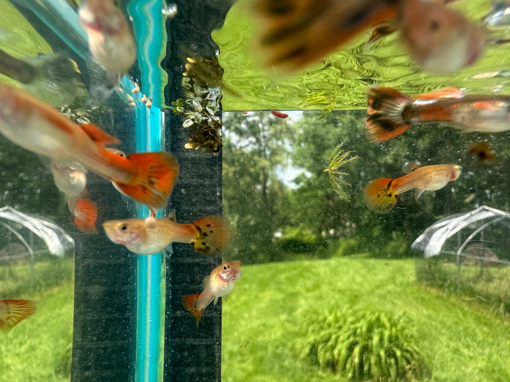 Assorted Guppies (5x Count)