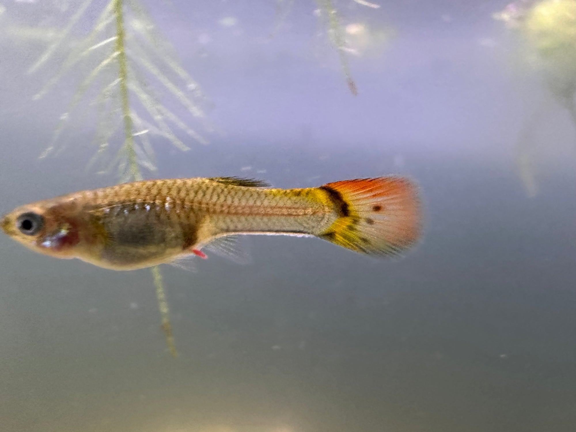 Assorted Female Guppies (5x Count)