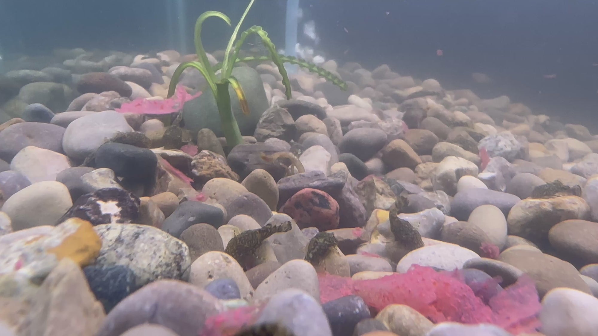 Bristlenose Pleco (Brown Calico)