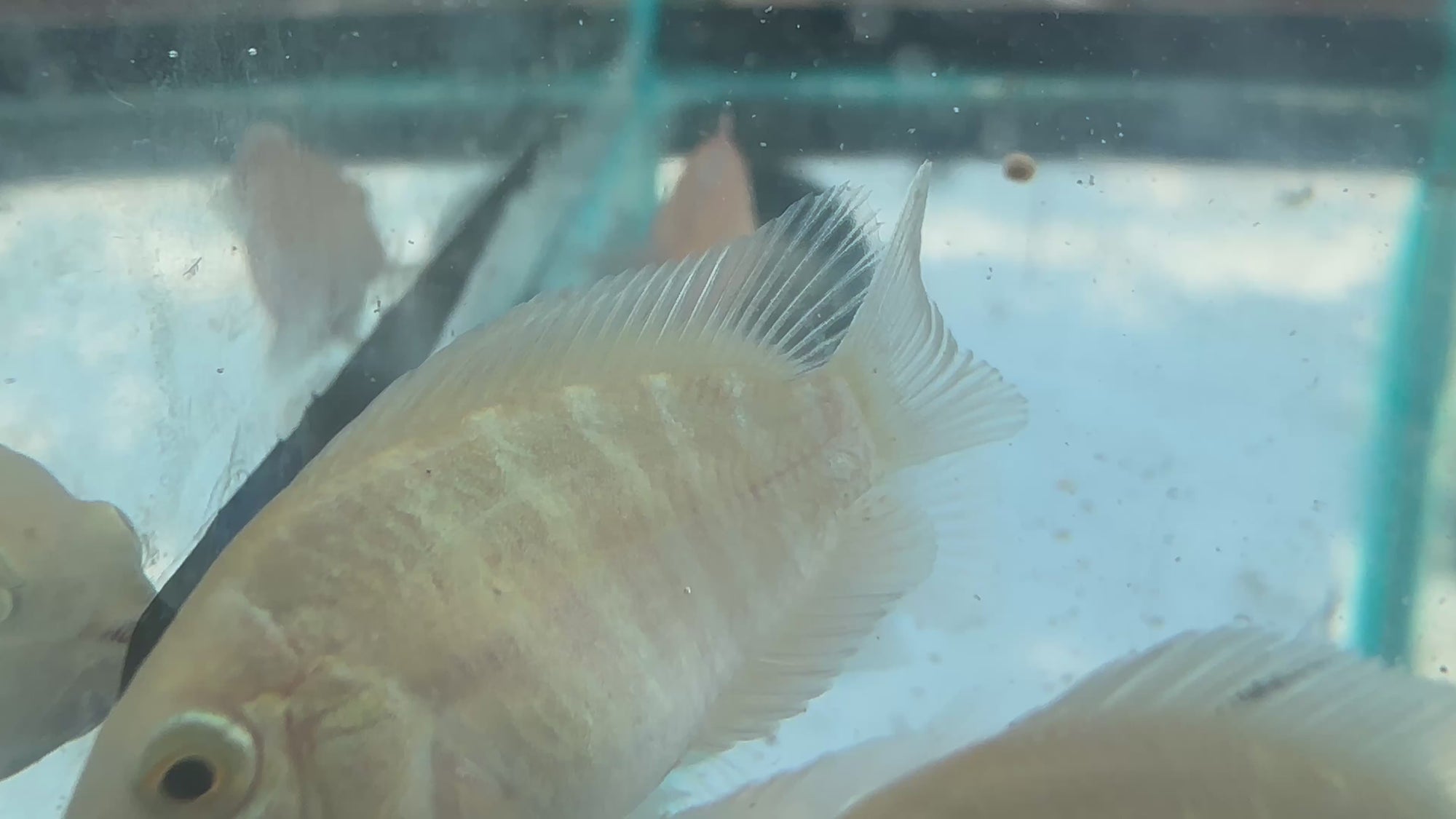 Platinum Parrot Hybrid (Exclusive Line)