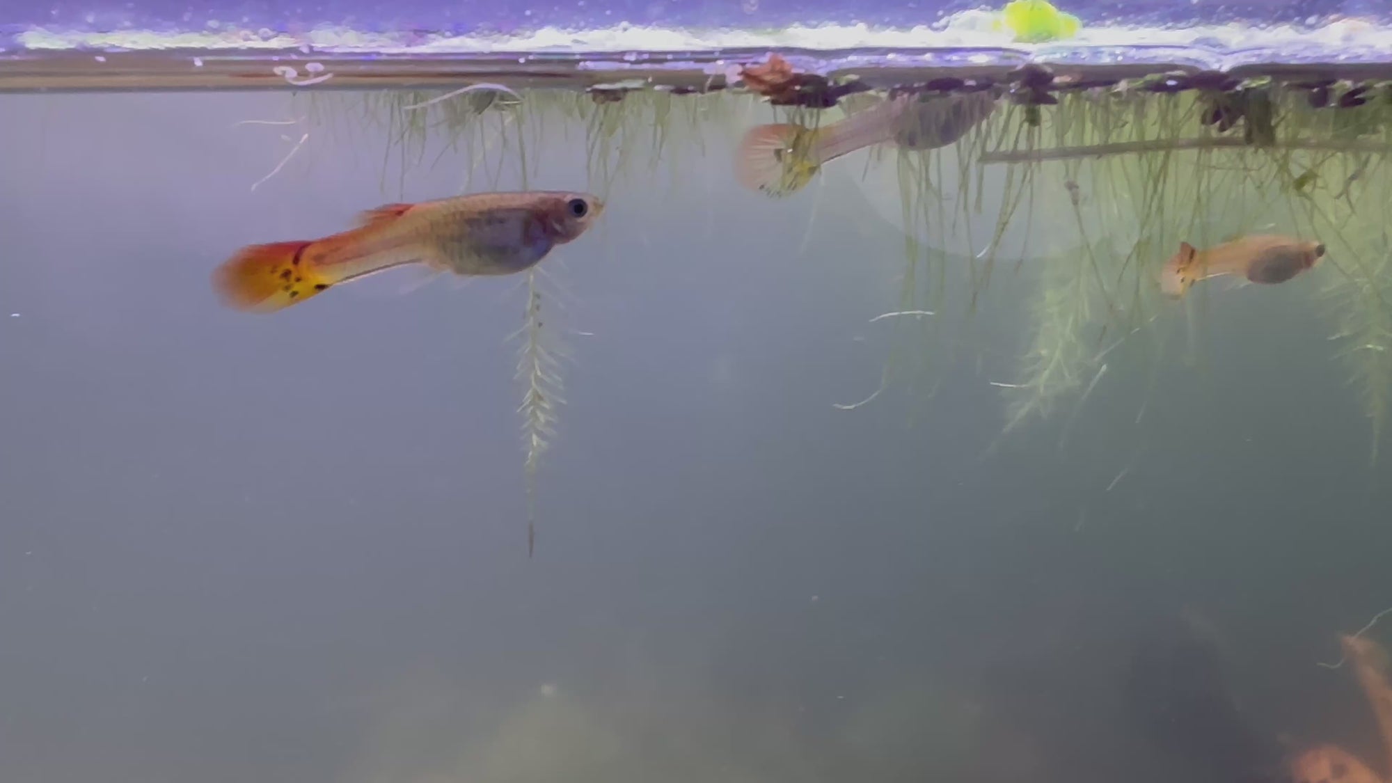 Assorted Female Guppies (5x Count)