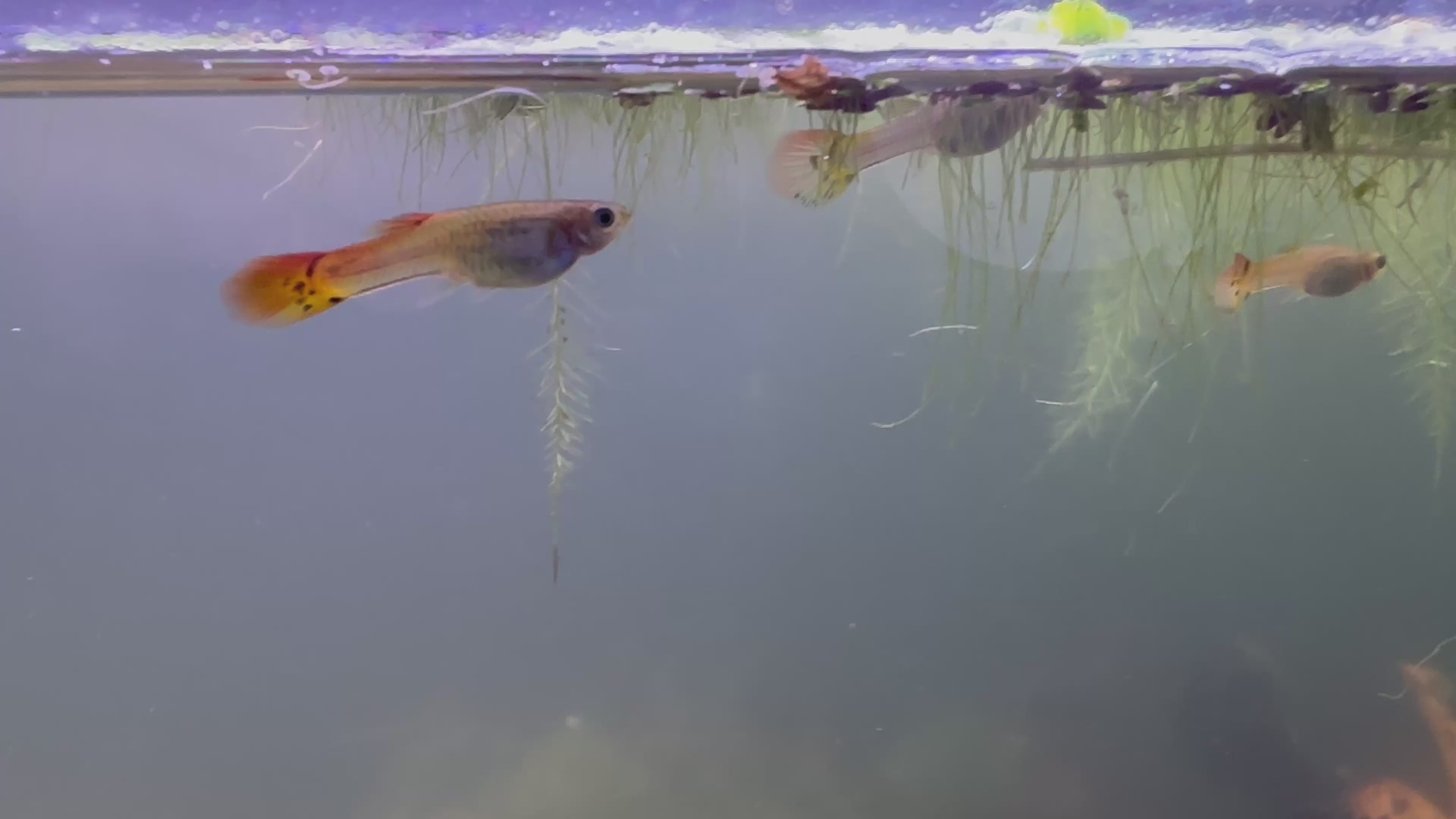 Assorted Female Guppies (5x Count)