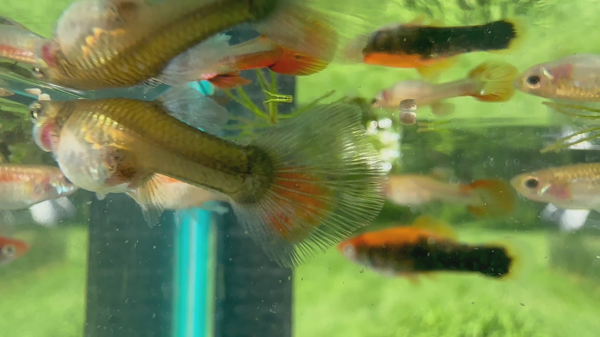 Assorted Guppies (5x Count)