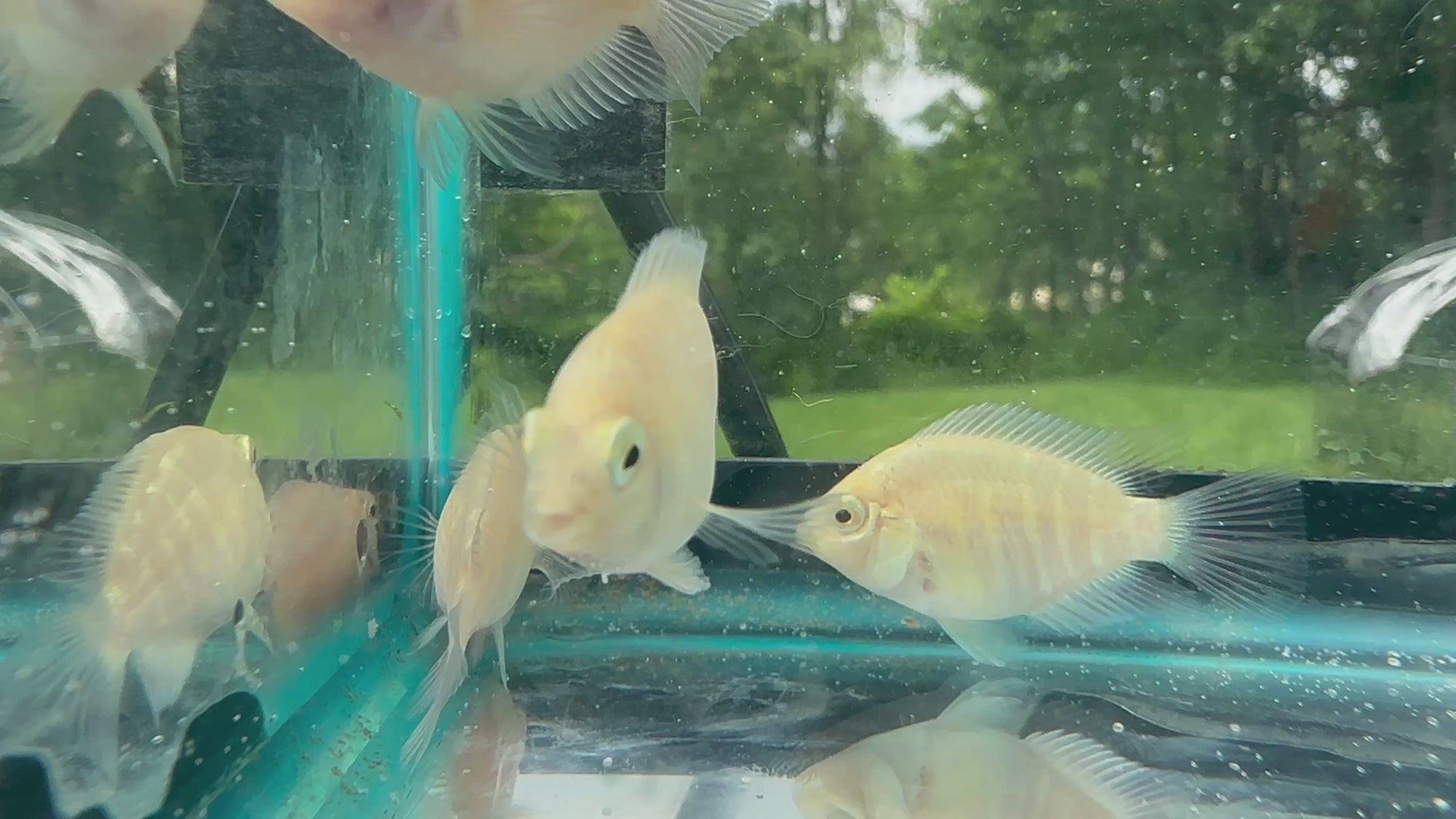 Platinum Parrot Hybrid (Exclusive Line)