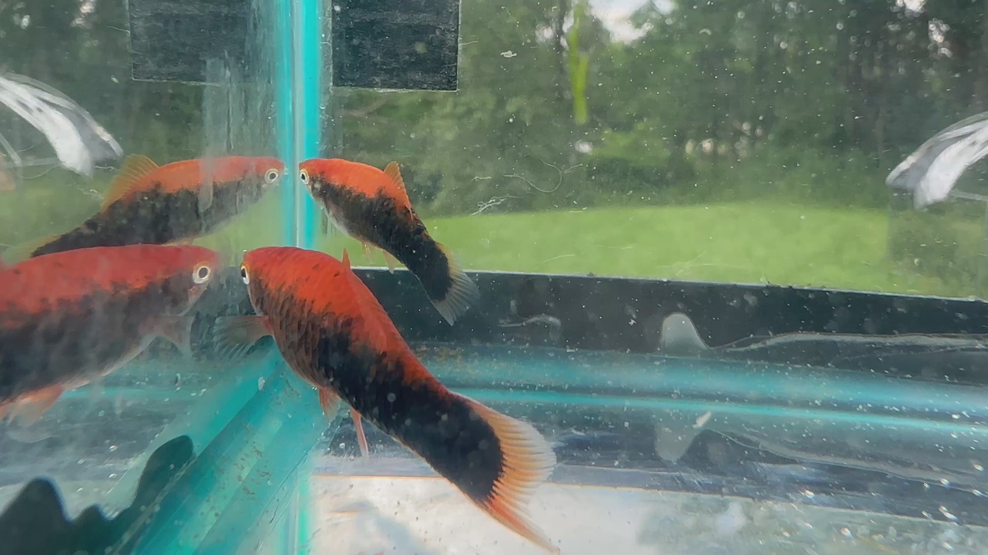 Premium Swordtails (5x Count)
