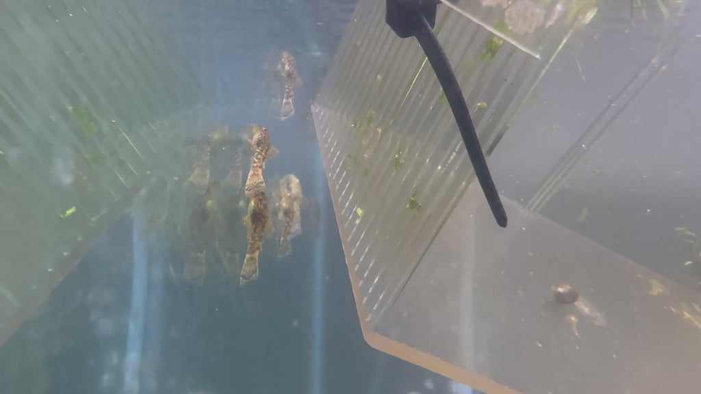 Bristlenose Pleco (Brown Calico)