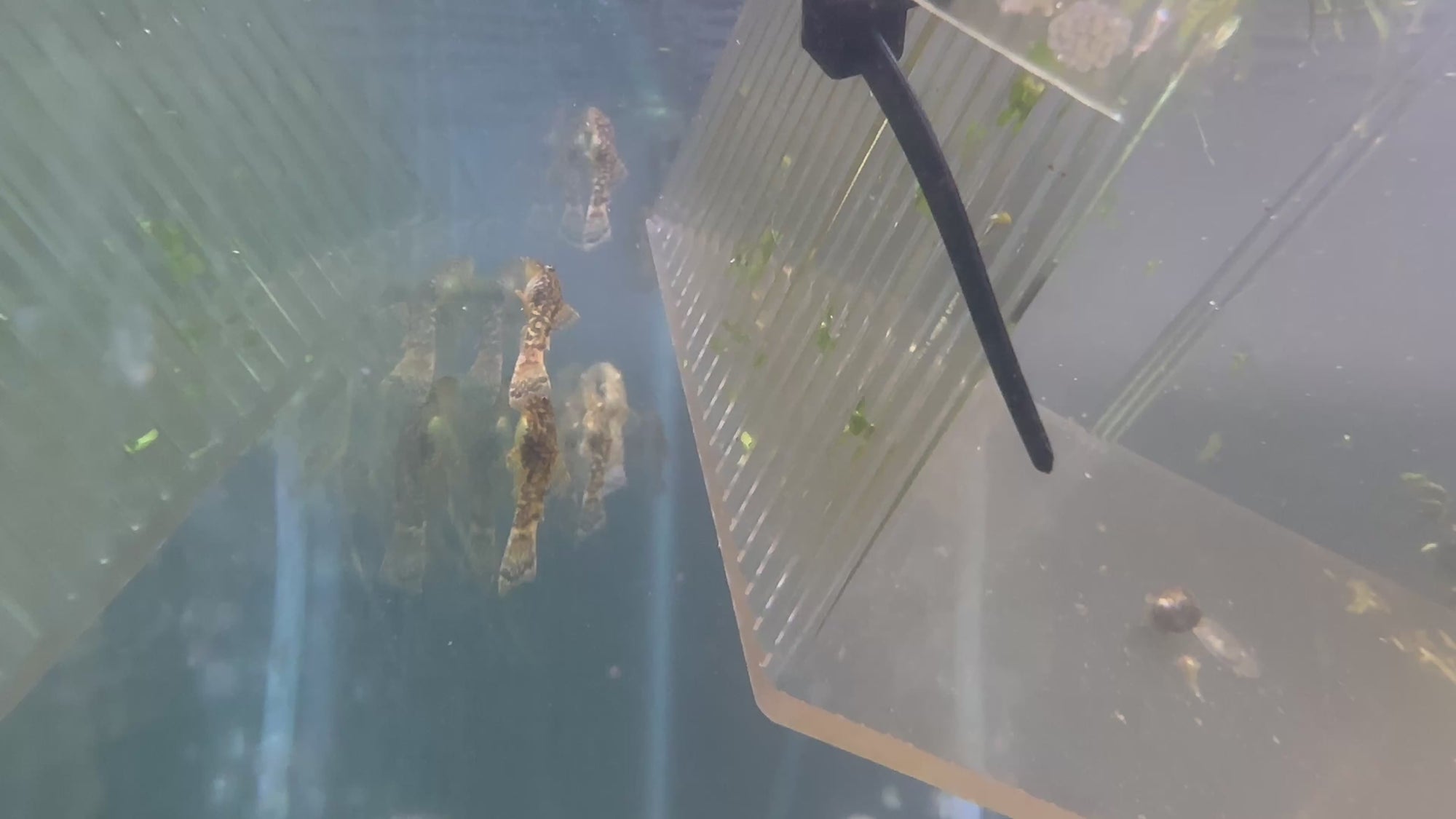 Bristlenose Pleco (Brown Calico)