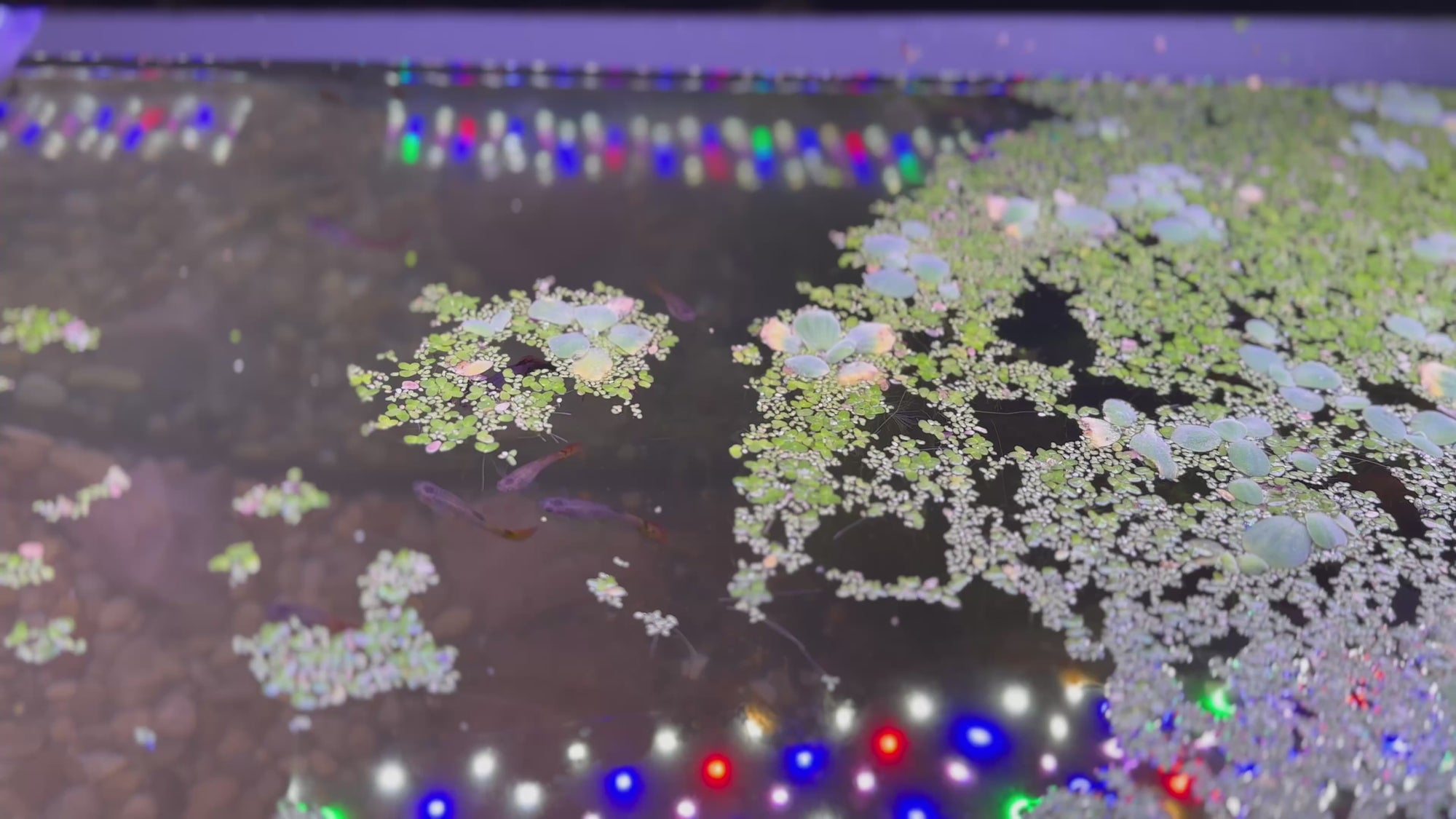Assorted Female Guppies (5x Count)