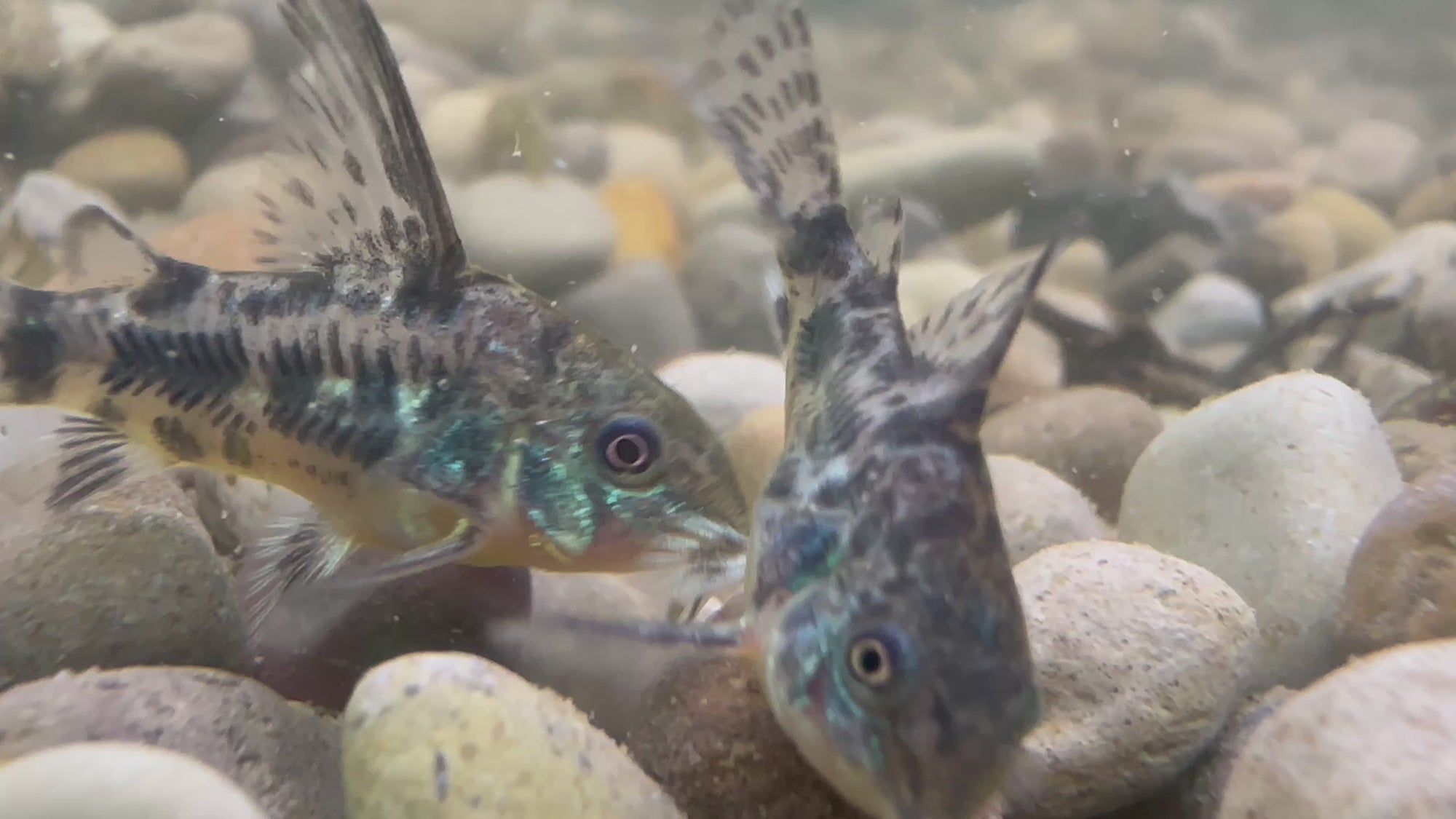 Paleatus Corydora