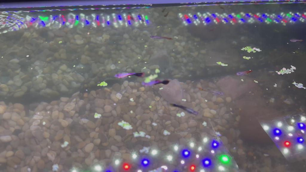 Assorted Guppies (5x Count)