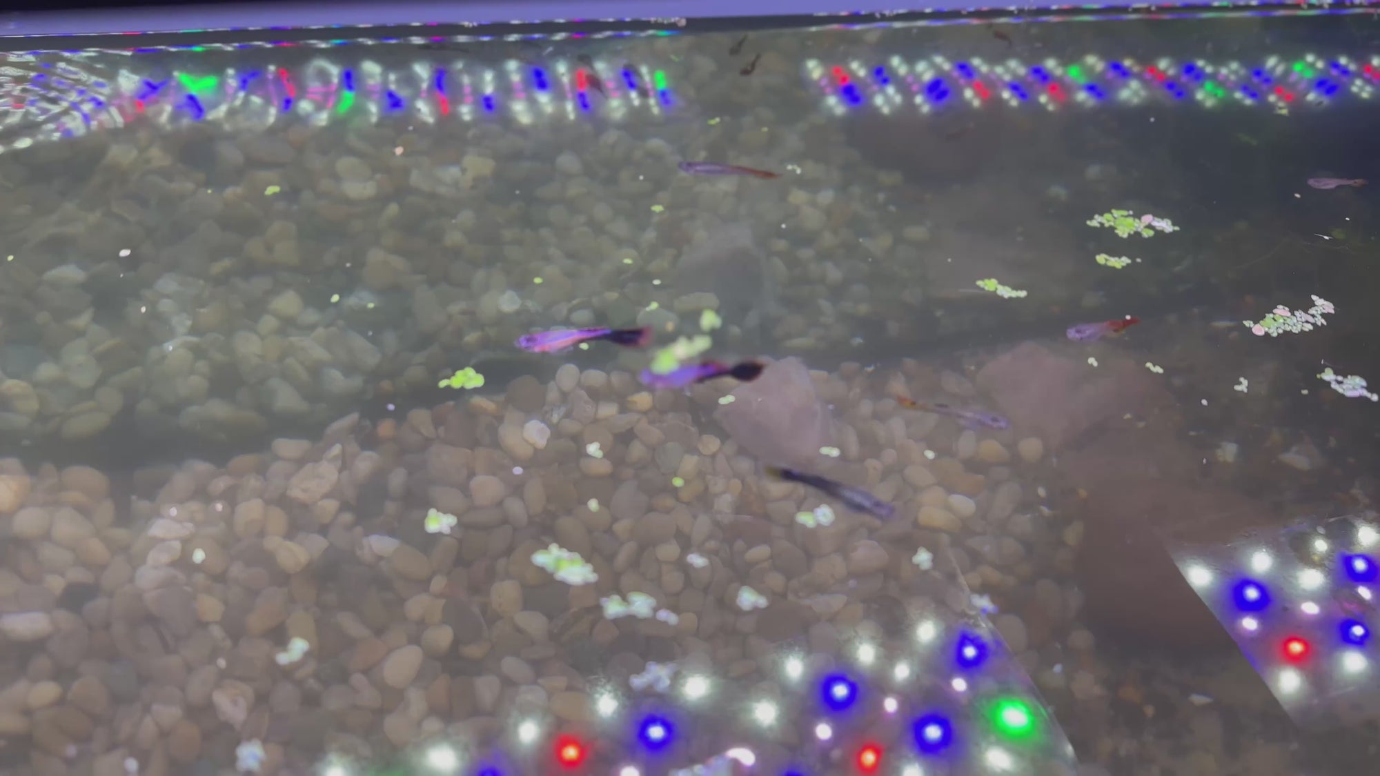 Assorted Guppies (5x Count)