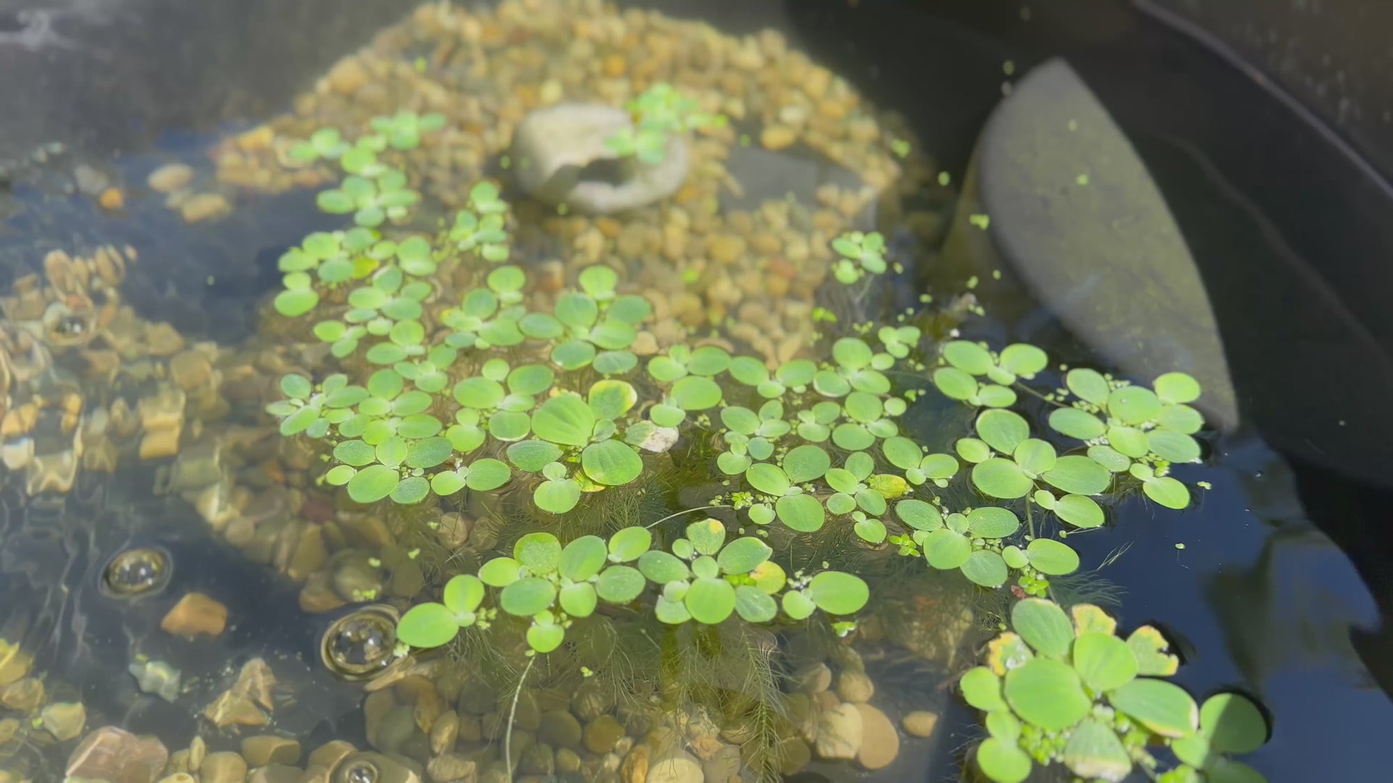 Dwarf Water Lettuce (10x Count)