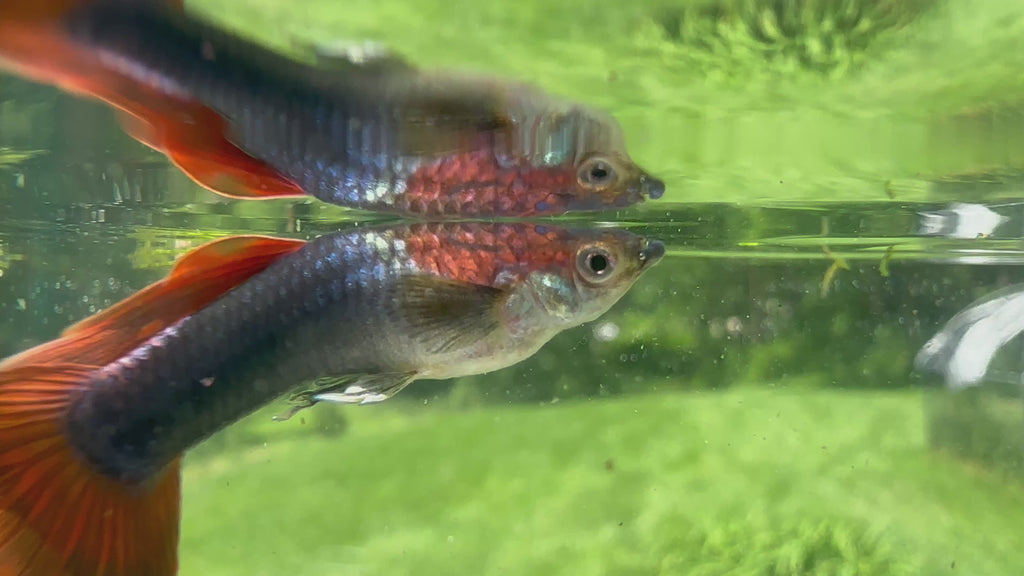 Assorted Guppies (5x Count)