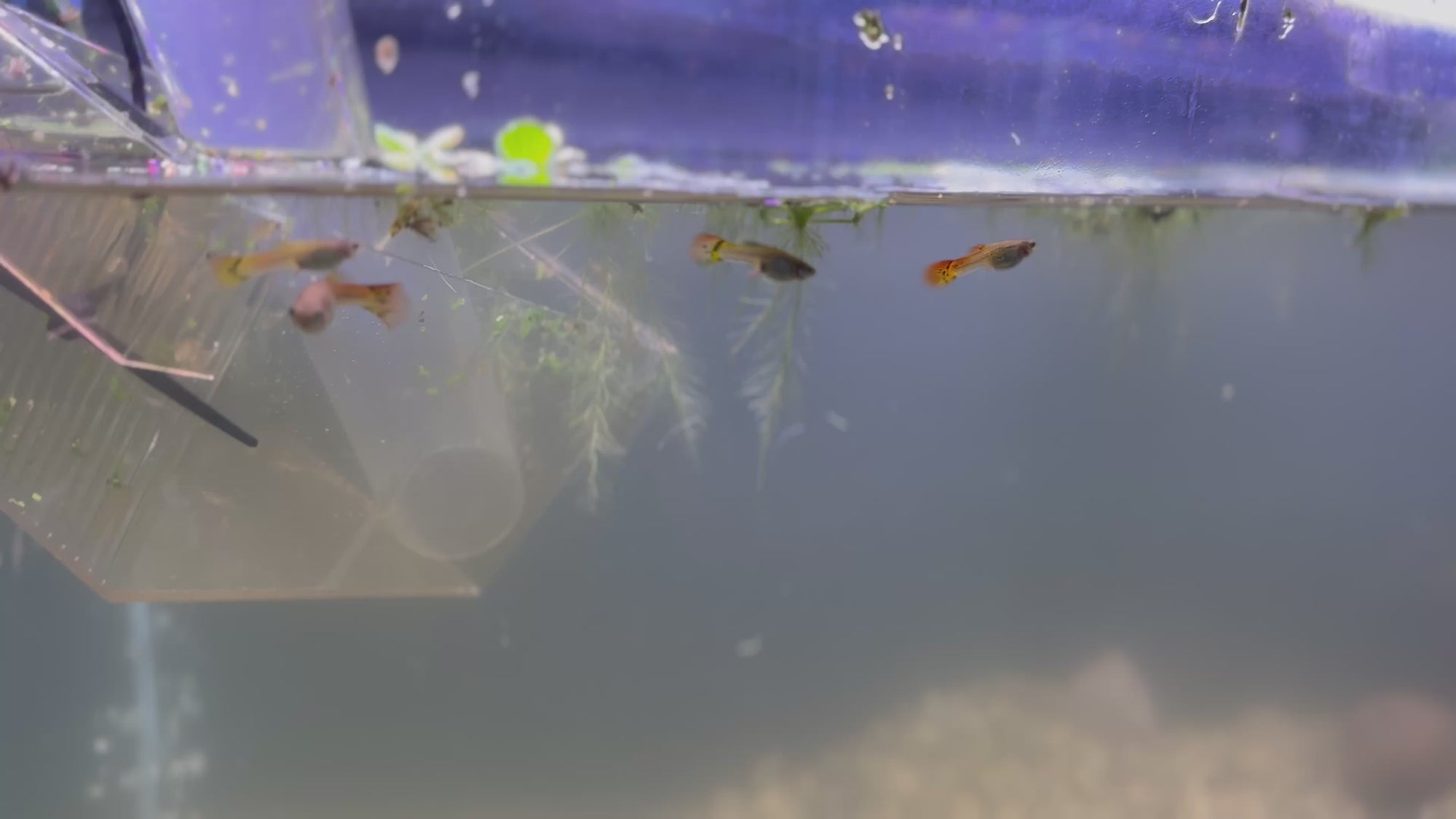 Assorted Female Guppies (5x Count)