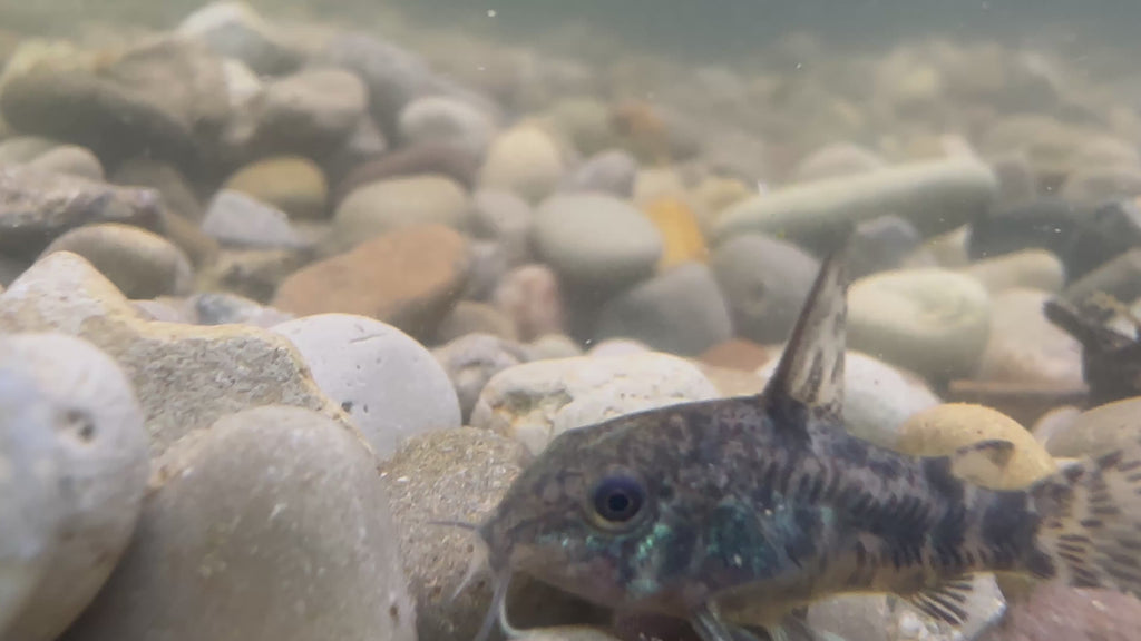 Paleatus Corydora