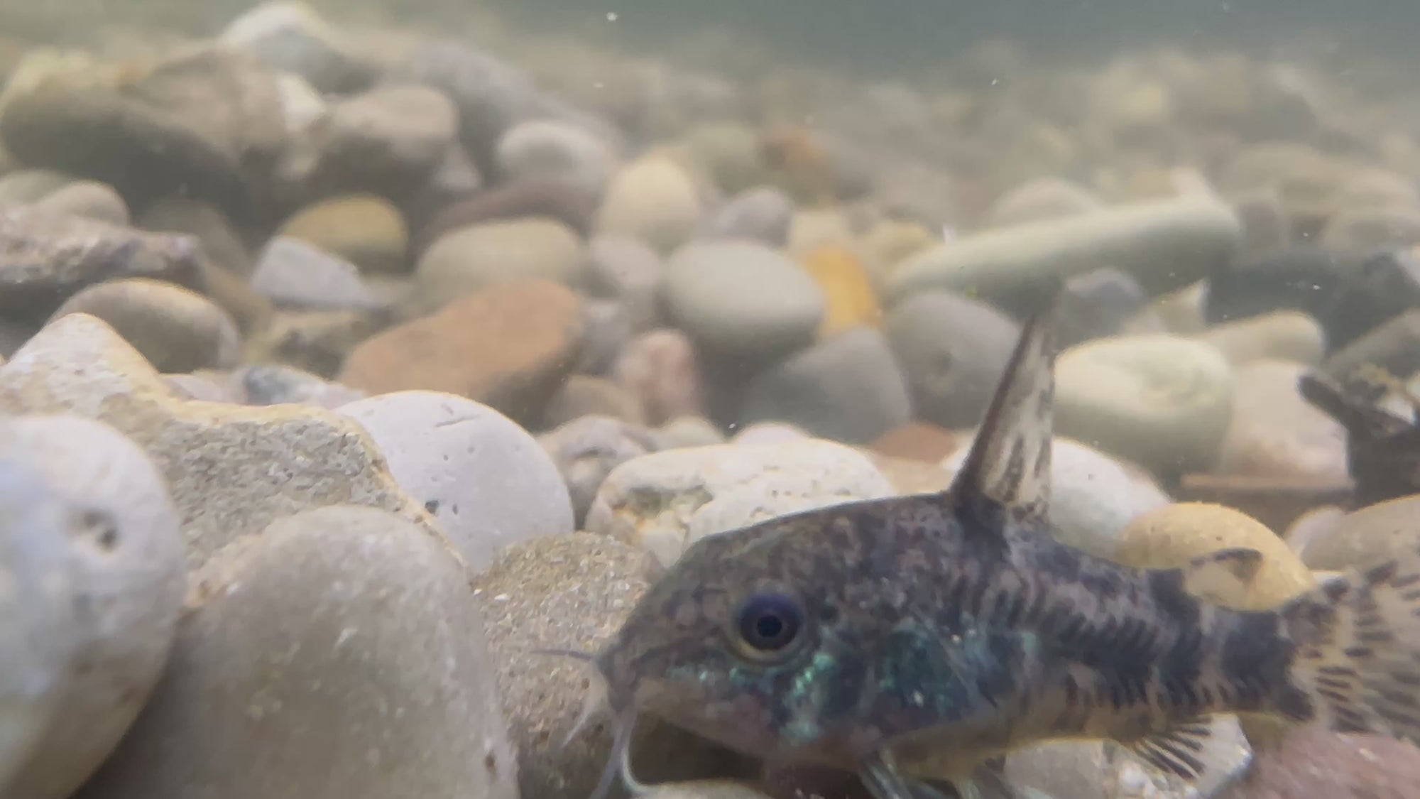 Paleatus Corydora